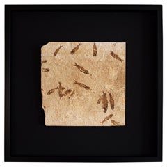 50 Million Year Old Eocene Era Fossil Fish Black Shadow Box, from Wyoming