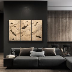 50 Million Year Old Eocene Era Fossil Fish Triptych in Stone, from Wyoming