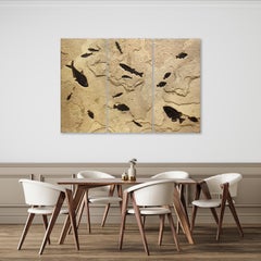 50 Million Year Old Eocene Fossil Fish Triptych, Green River Formation, Wyoming