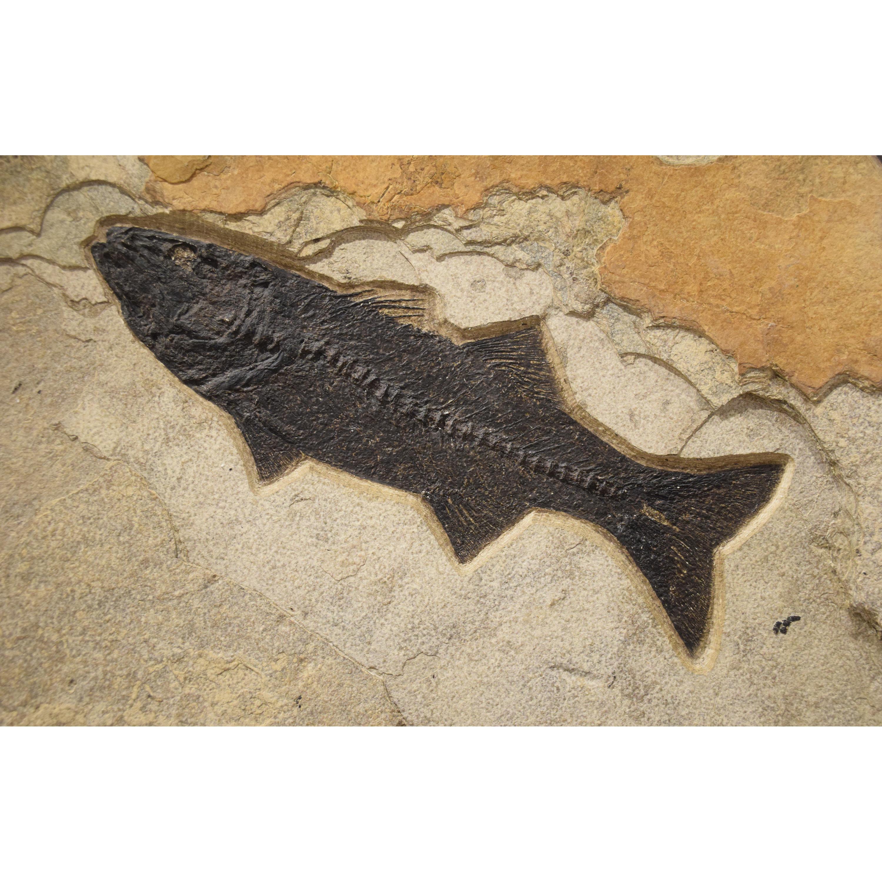 American 50 Million Year Old Eocene Era Fossil Fish Triptych in Stone, from Wyoming