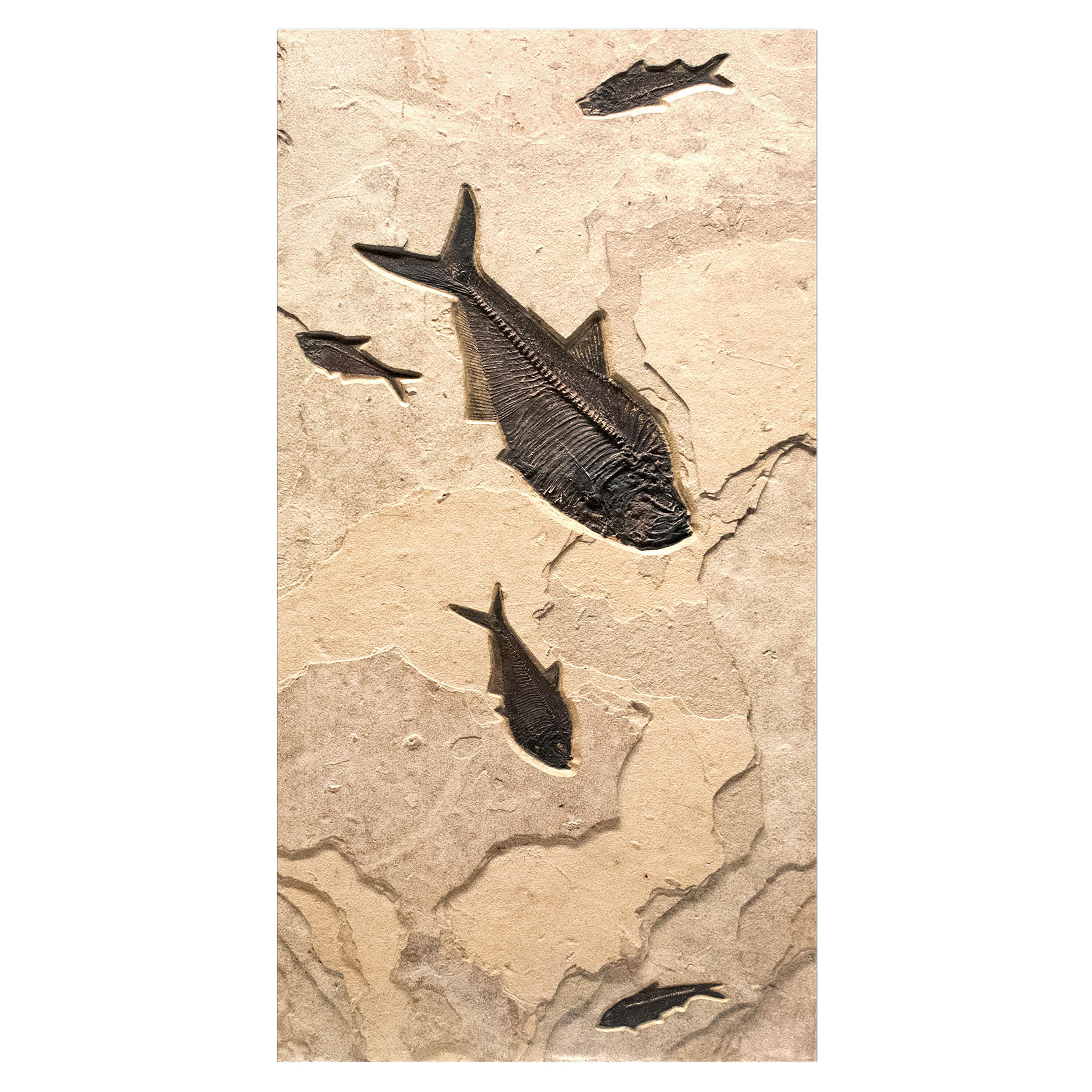 American 50 Million Year Old Eocene Era Fossil Fish Triptych in Stone, from Wyoming