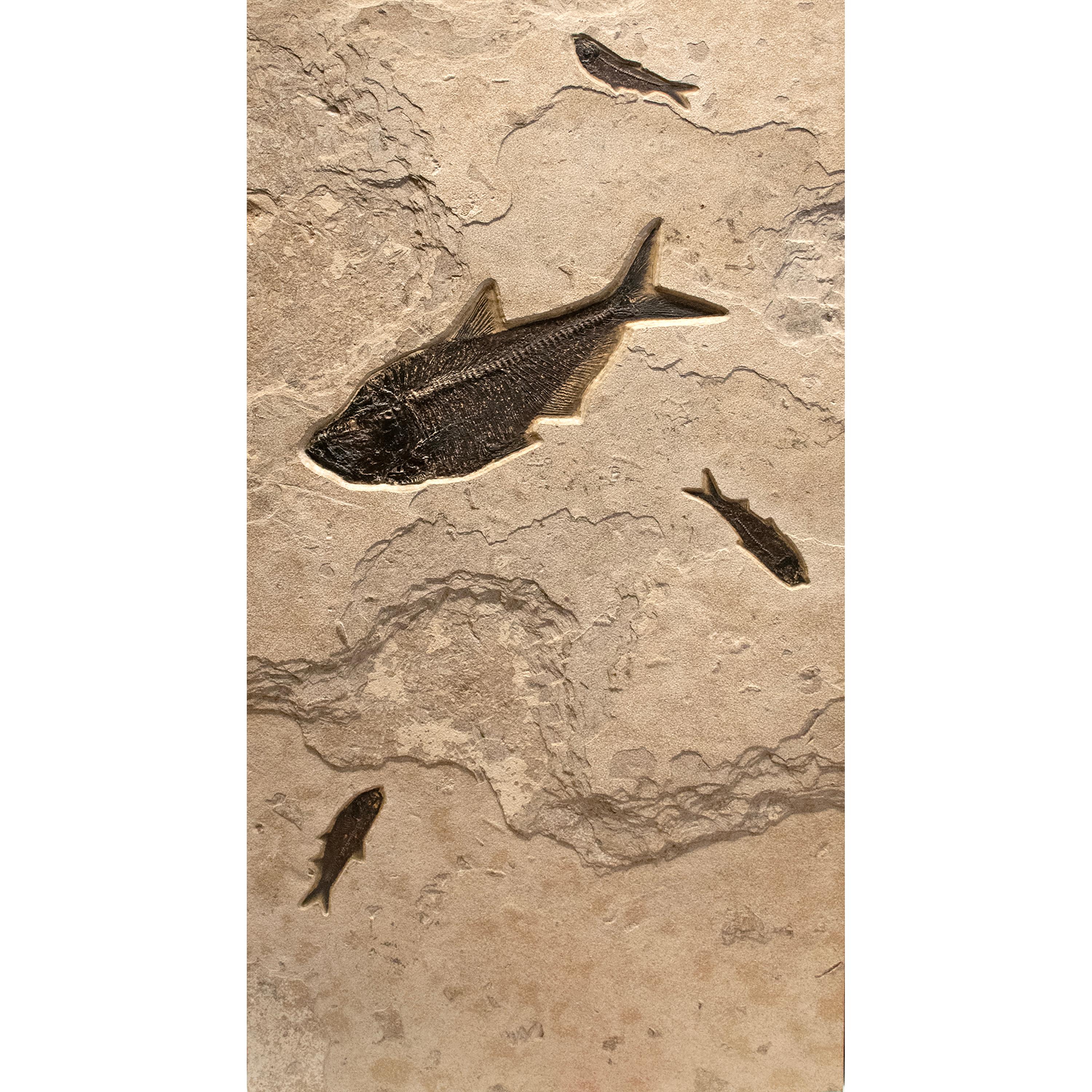 50 Million Year Old Eocene Era Fossil Fish Triptych in Stone, from Wyoming In New Condition In Logan, UT