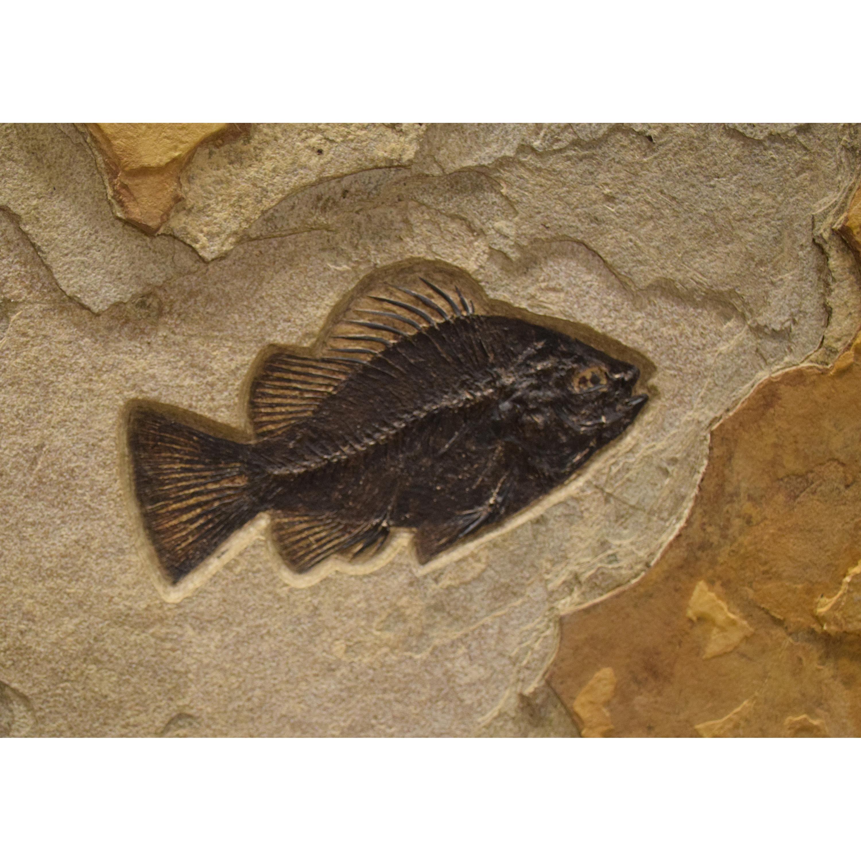 50 Million Year Old Eocene Era Fossil Fish Triptych in Stone, from Wyoming In New Condition In Logan, UT