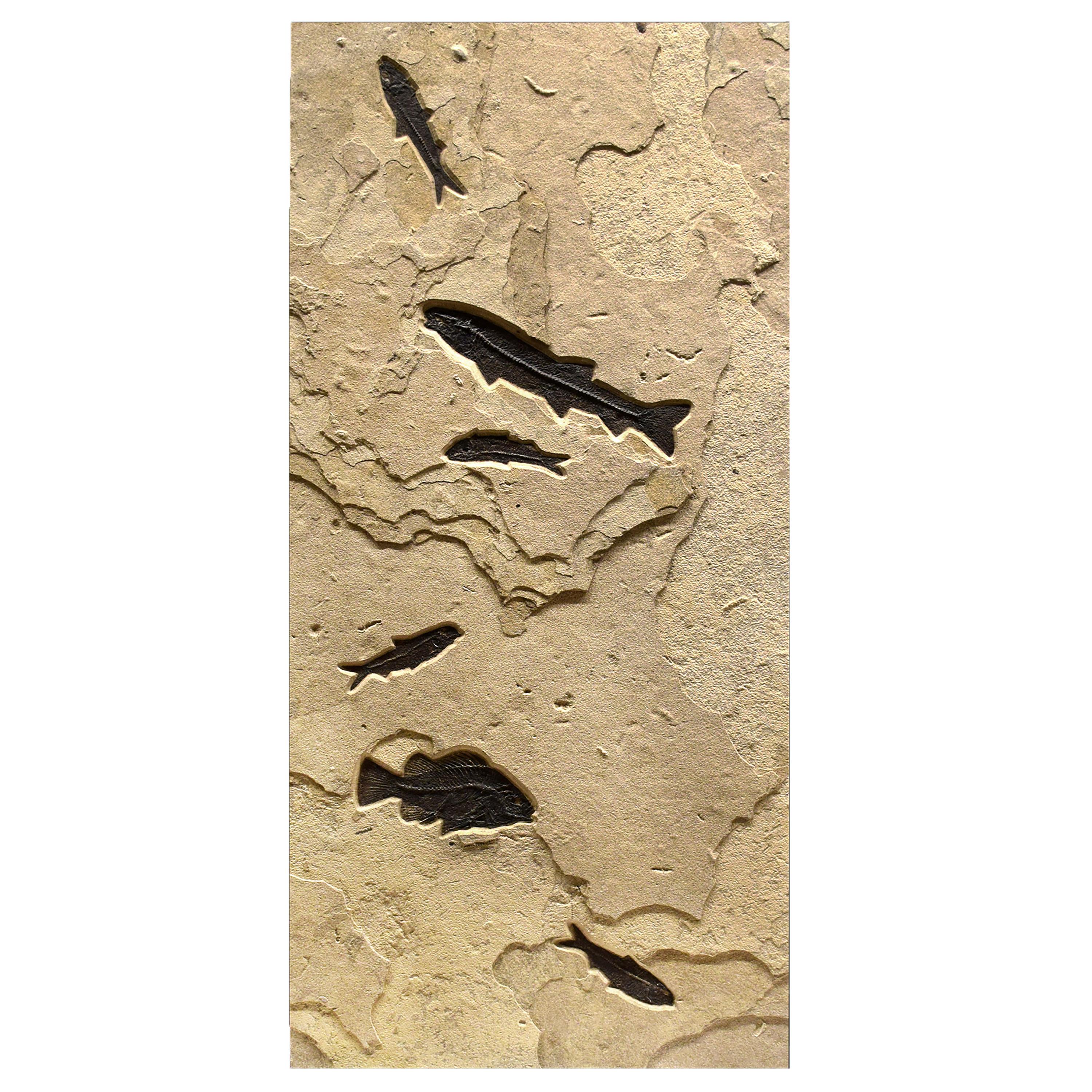50 Million Year Old Eocene Fossil Fish Triptych, Green River Formation, Wyoming In New Condition In Logan, UT