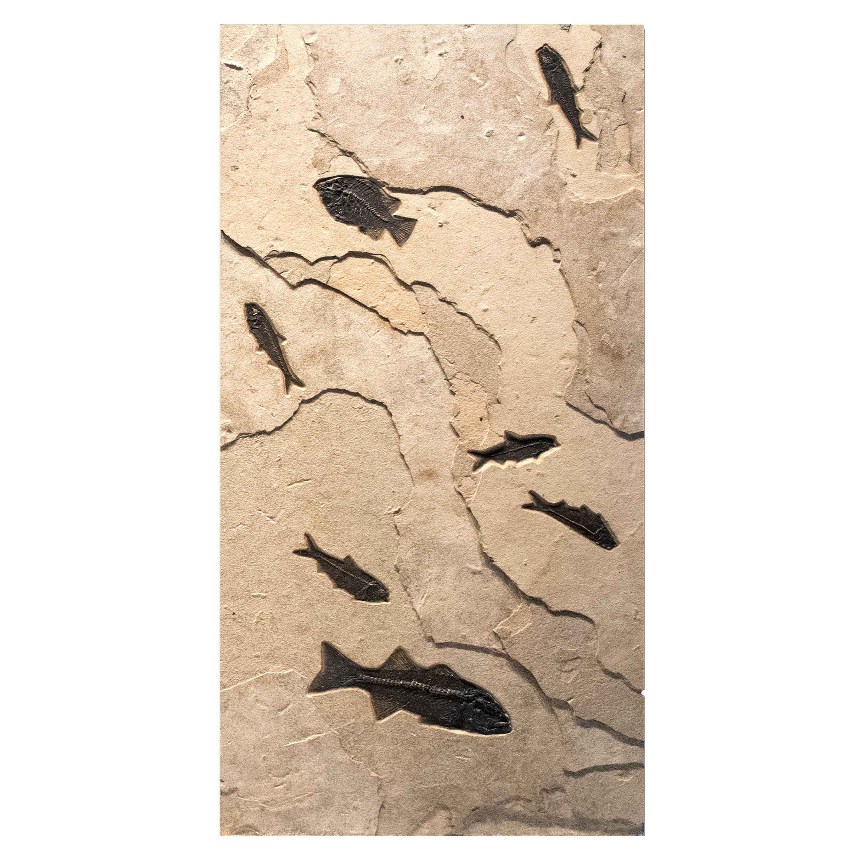50 Million Year Old Eocene Era Fossil Fish Triptych in Stone, from Wyoming In New Condition In Logan, UT