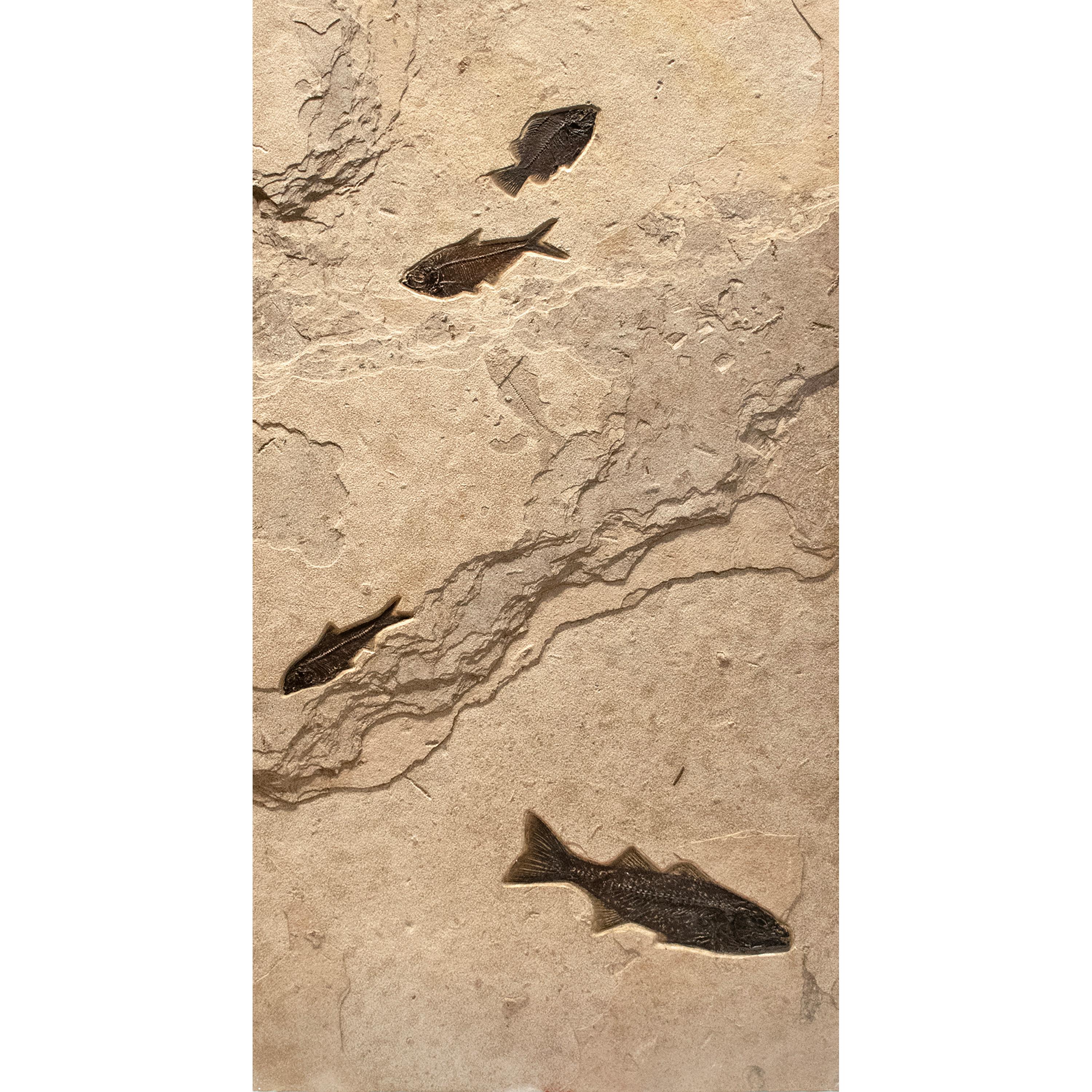 Contemporary 50 Million Year Old Eocene Era Fossil Fish Triptych in Stone, from Wyoming