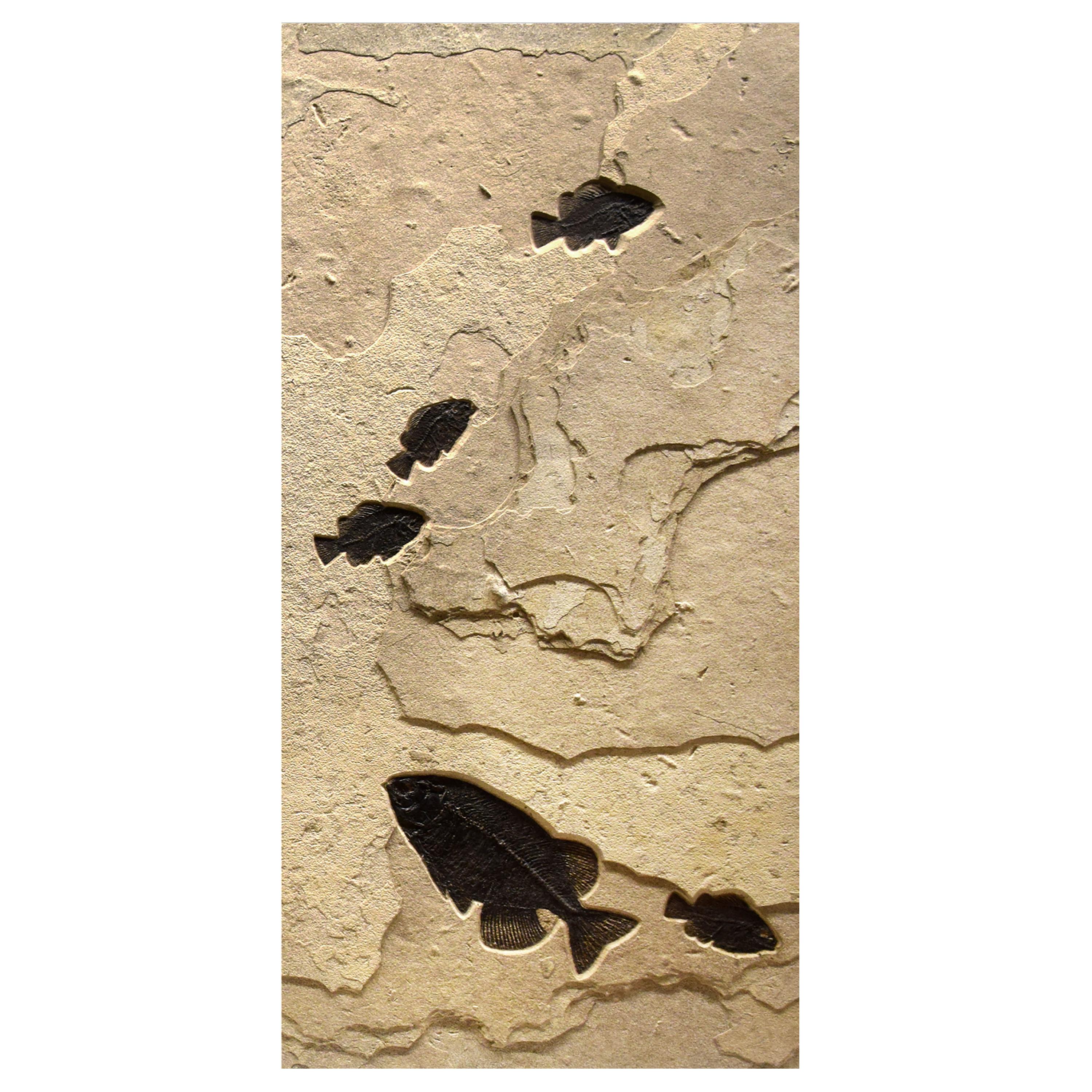 Contemporary 50 Million Year Old Eocene Fossil Fish Triptych, Green River Formation, Wyoming