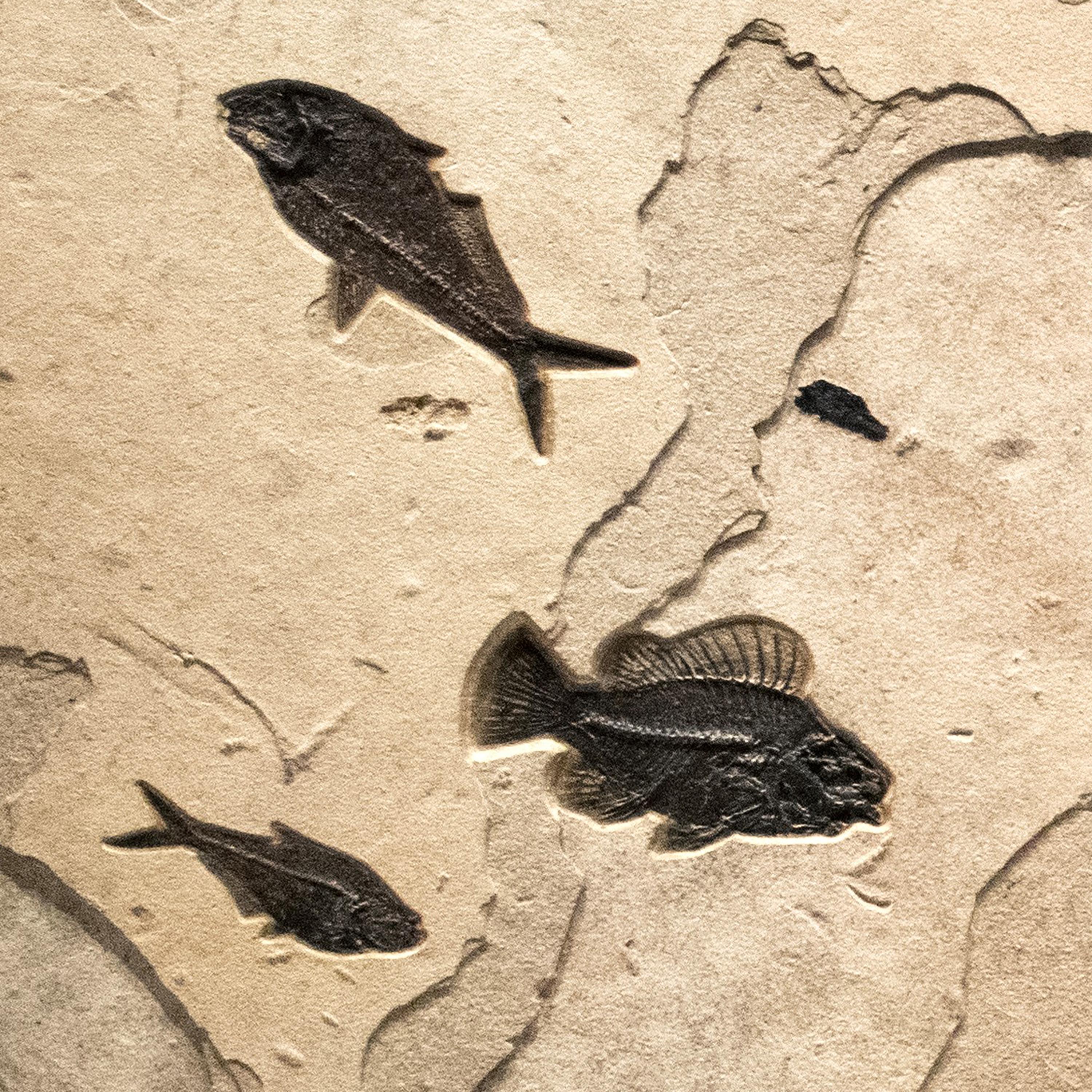 Contemporary 50 Million Year Old Eocene Era Fossil Fish Triptych in Stone, from Wyoming