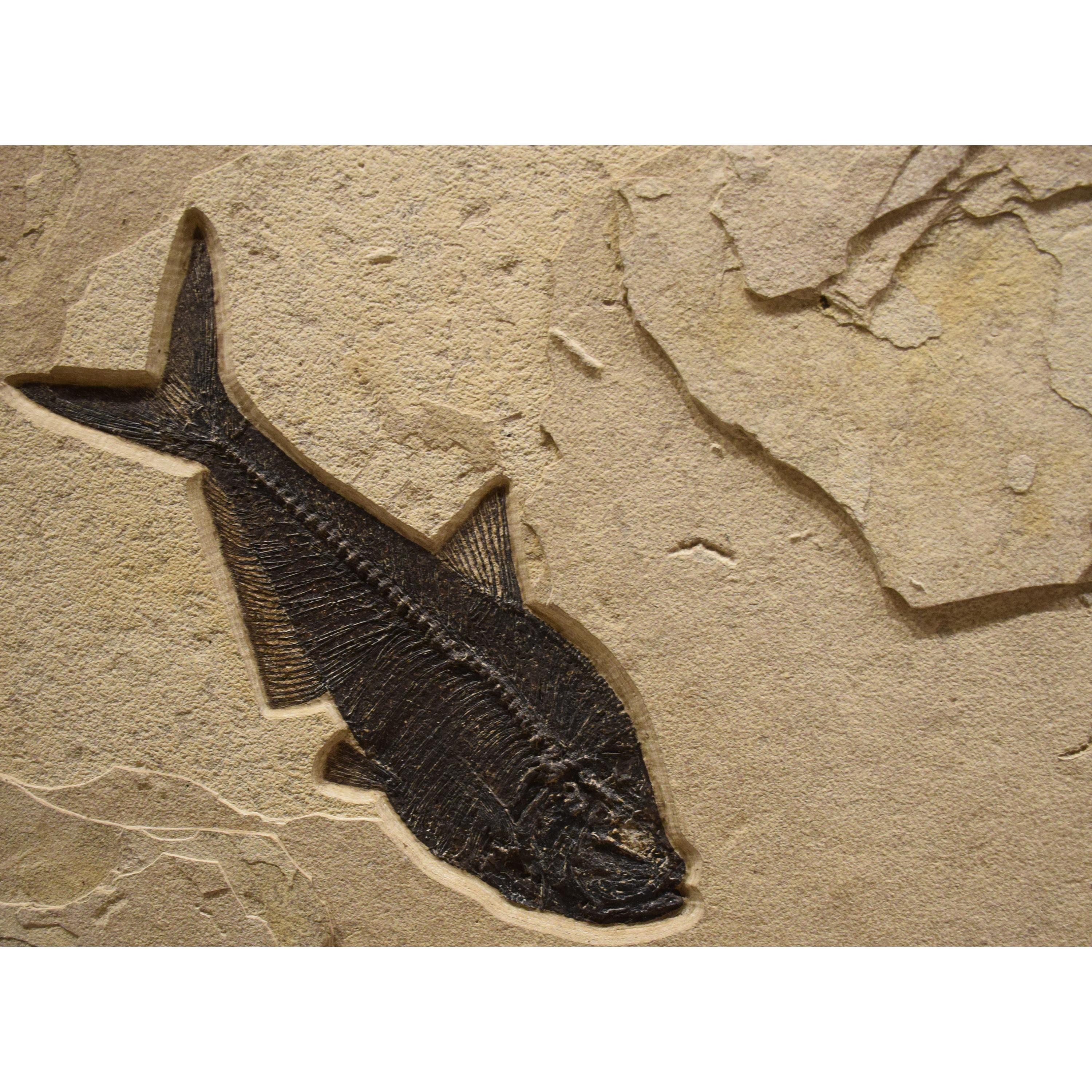 Organic Material 50 Million Year Old Eocene Fossil Fish Triptych, Green River Formation, Wyoming