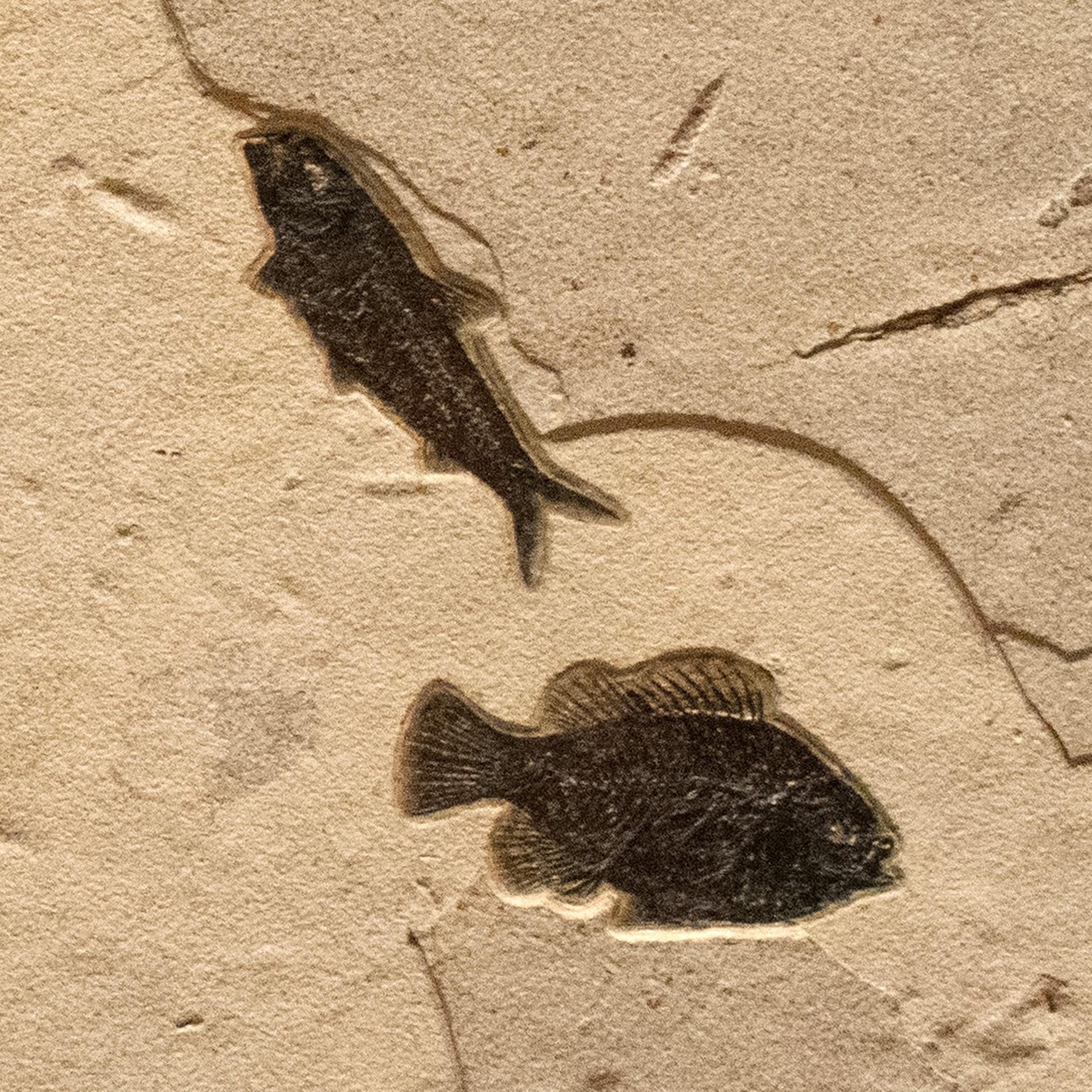 Contemporary 50 Million Year Old Fossil Fish Triptych from the Green River Formation, Wyoming