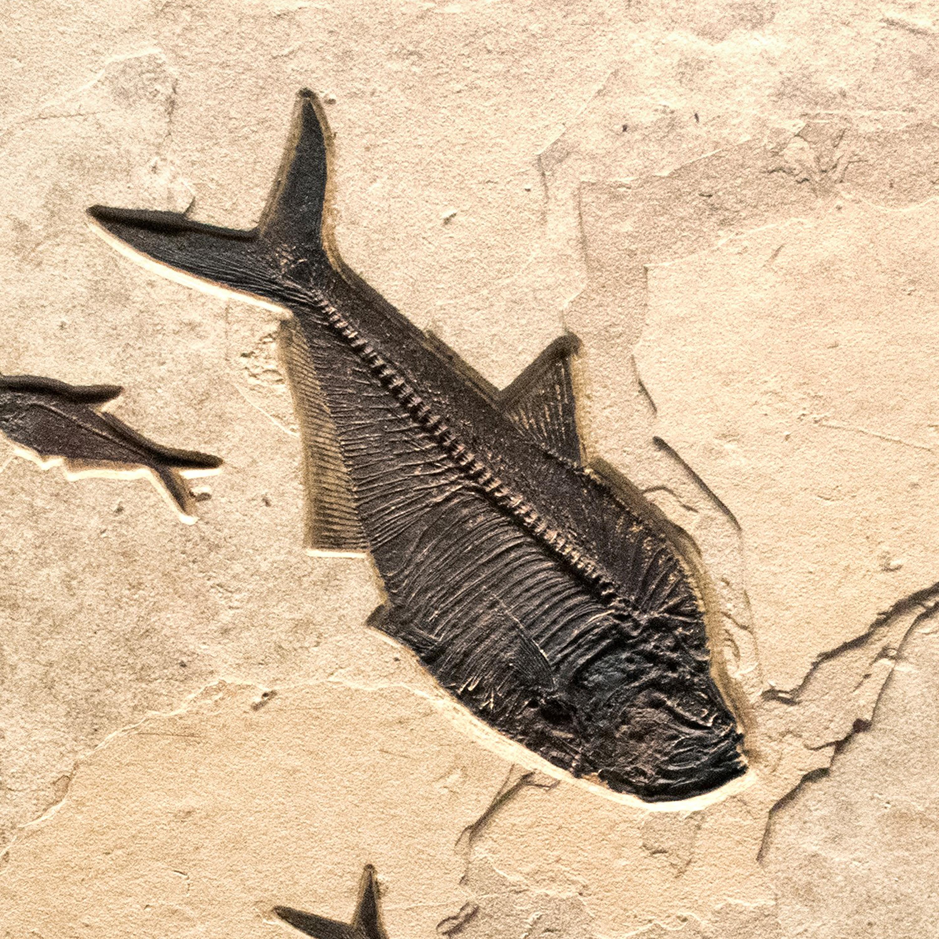 Organic Material 50 Million Year Old Eocene Era Fossil Fish Triptych in Stone, from Wyoming