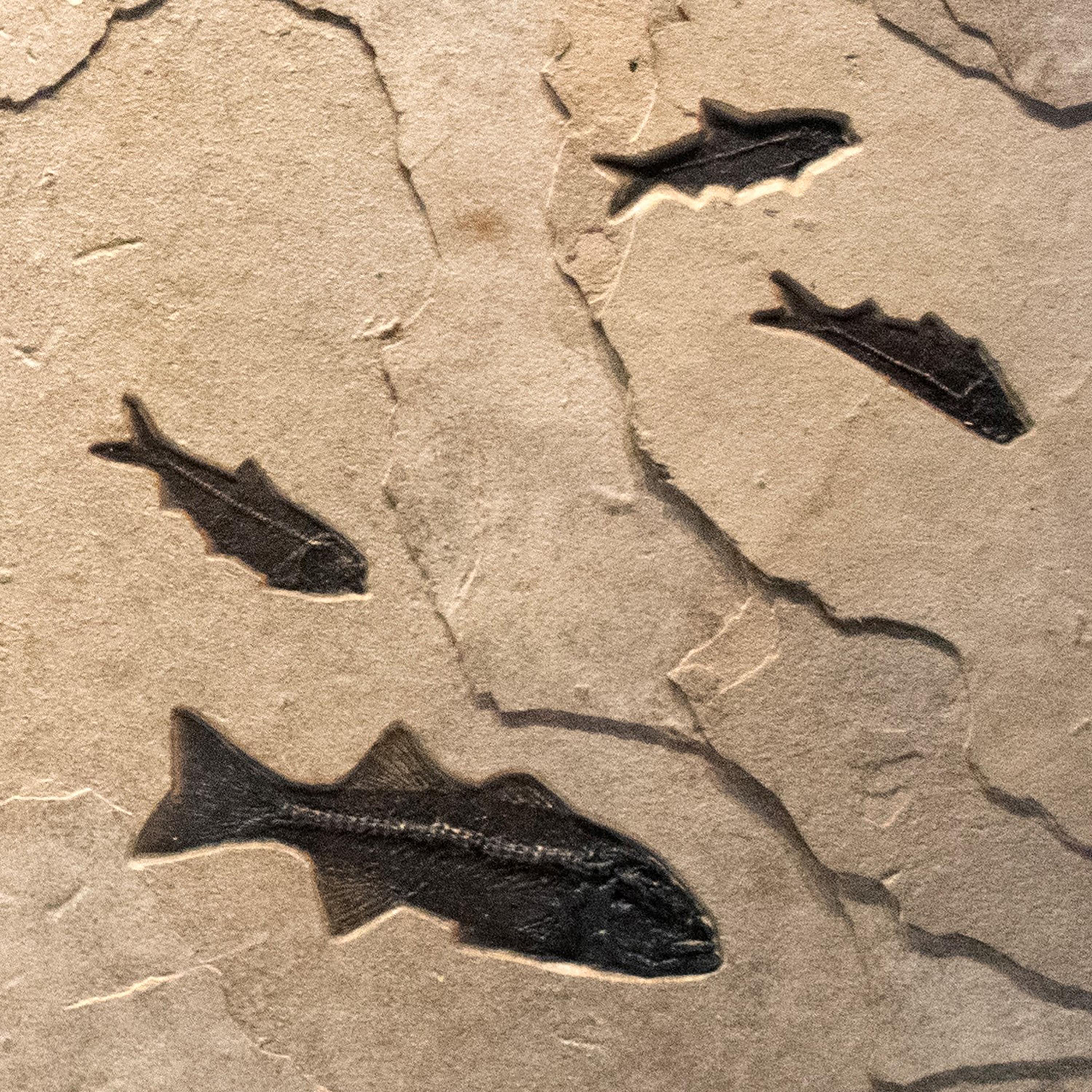 50 Million Year Old Eocene Era Fossil Fish Triptych in Stone, from Wyoming 1