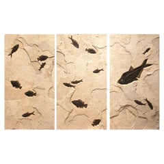 50 Million Year Old Eocene Era Fossil Fish Triptych in Stone, from Wyoming