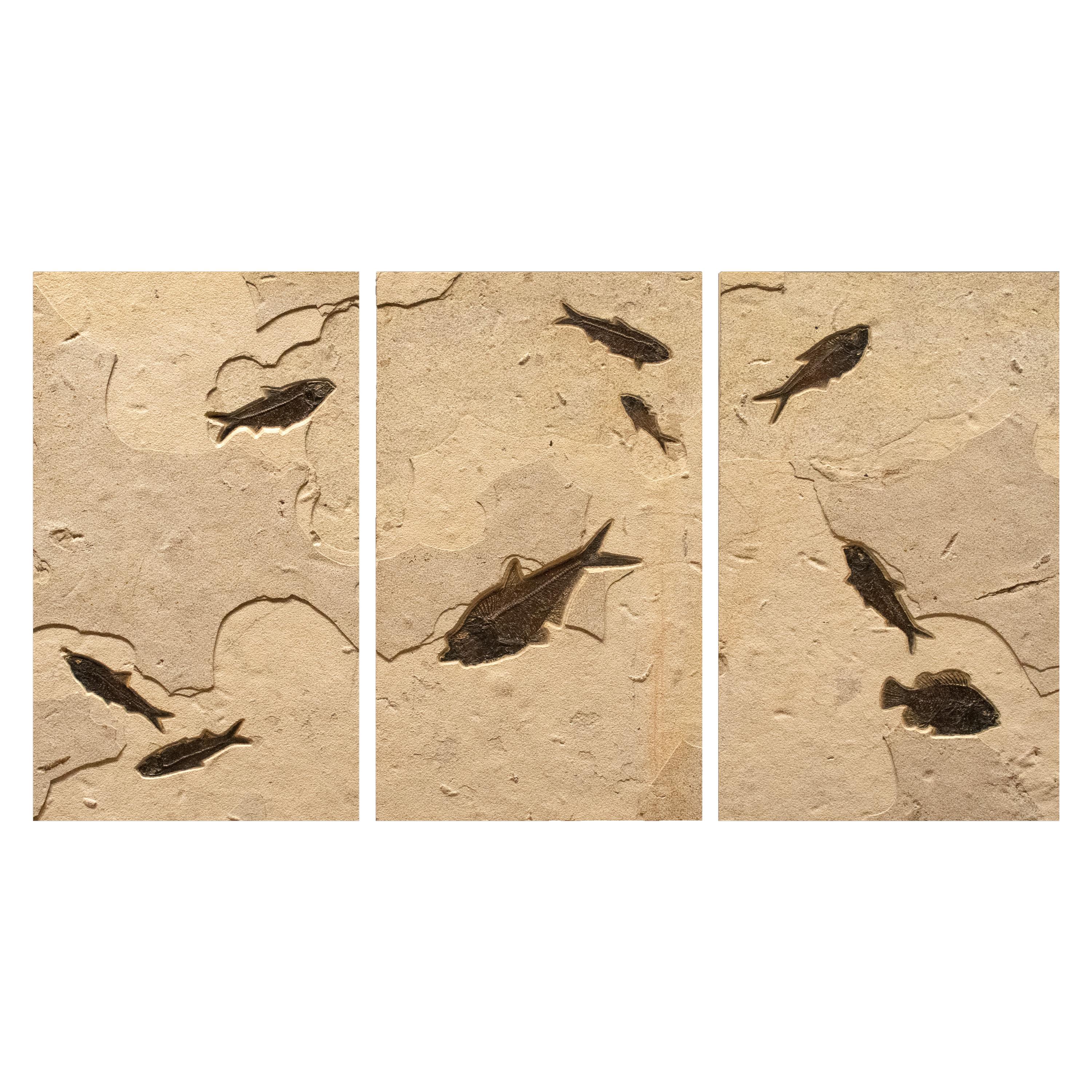 50 Million Year Old Fossil Fish Triptych from the Green River Formation, Wyoming