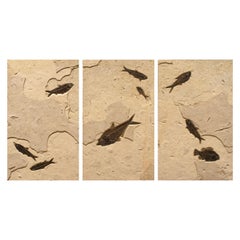 50 Million Year Old Fossil Fish Triptych from the Green River Formation, Wyoming