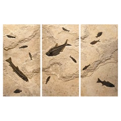 50 Millionen Jahre altes Fossil-Fisch- Triptychon aus Stein aus der Eocene-Ära