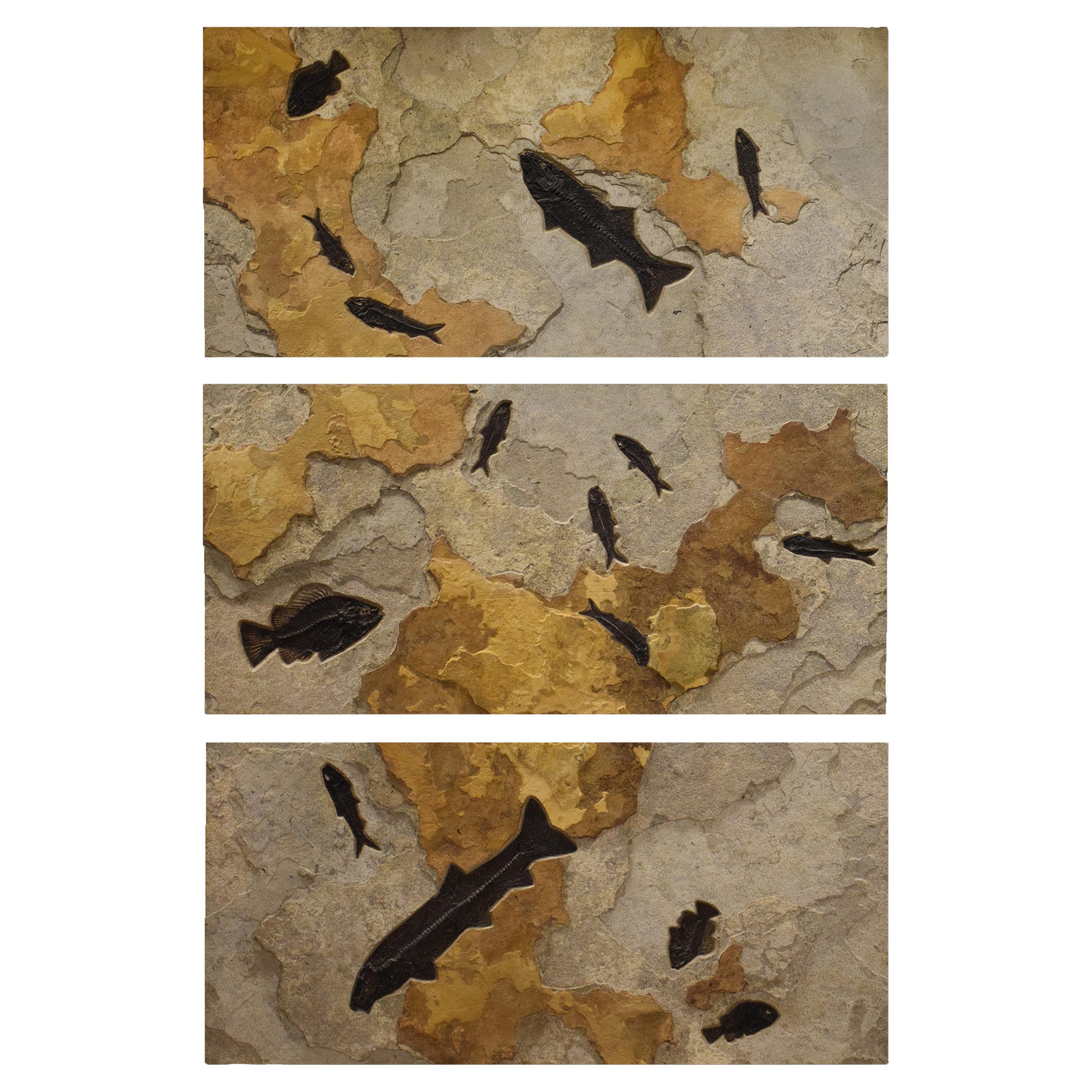 50 Million Year Old Eocene Era Fossil Fish Triptych in Stone, from Wyoming