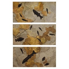 50 Million Year Old Eocene Era Fossil Fish Triptych in Stone, from Wyoming