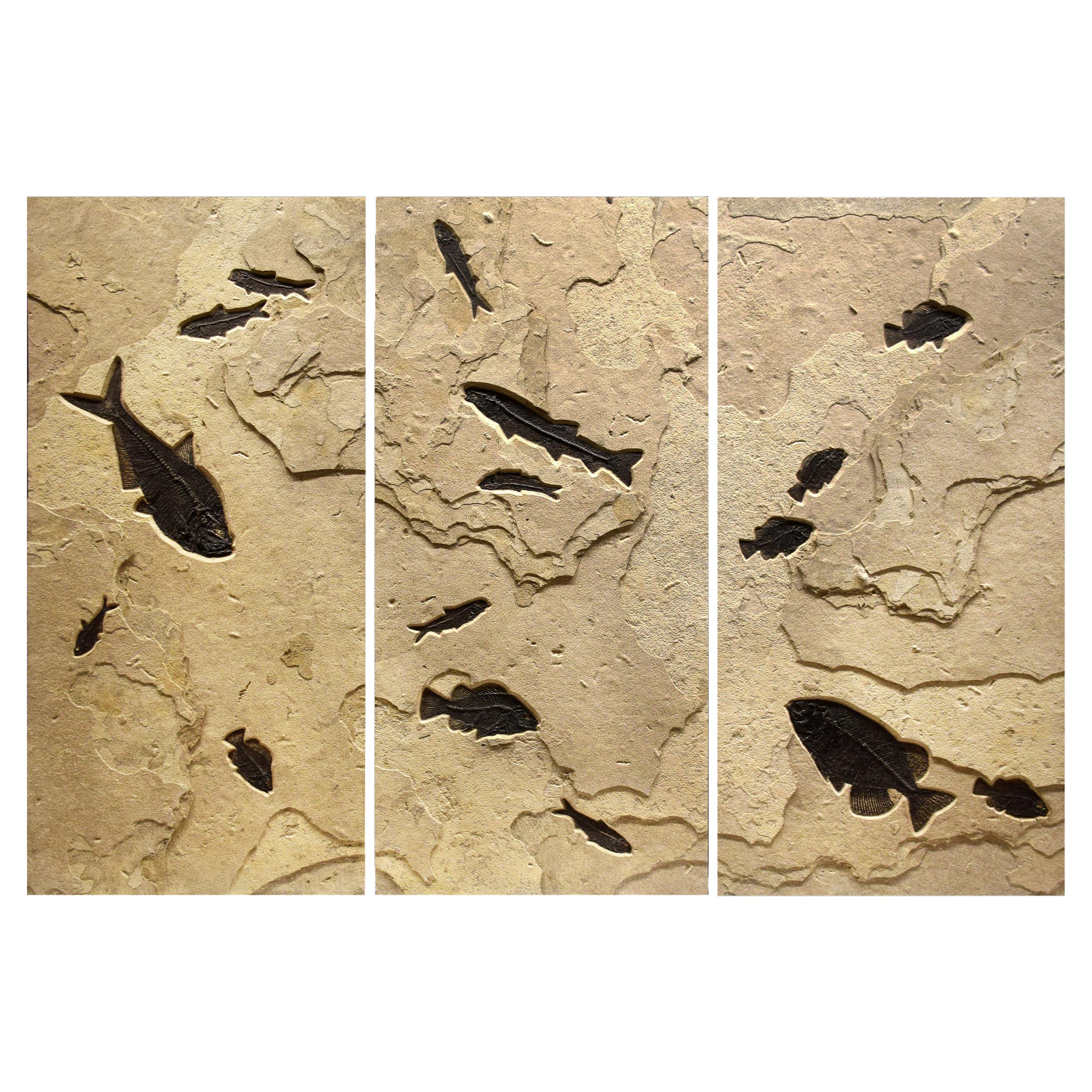 50 Million Year Old Eocene Fossil Fish Triptych, Green River Formation, Wyoming
