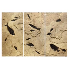 Triptyque de poissons fossiles de 50 millions d'années, formation des rivières vertes, Wyoming