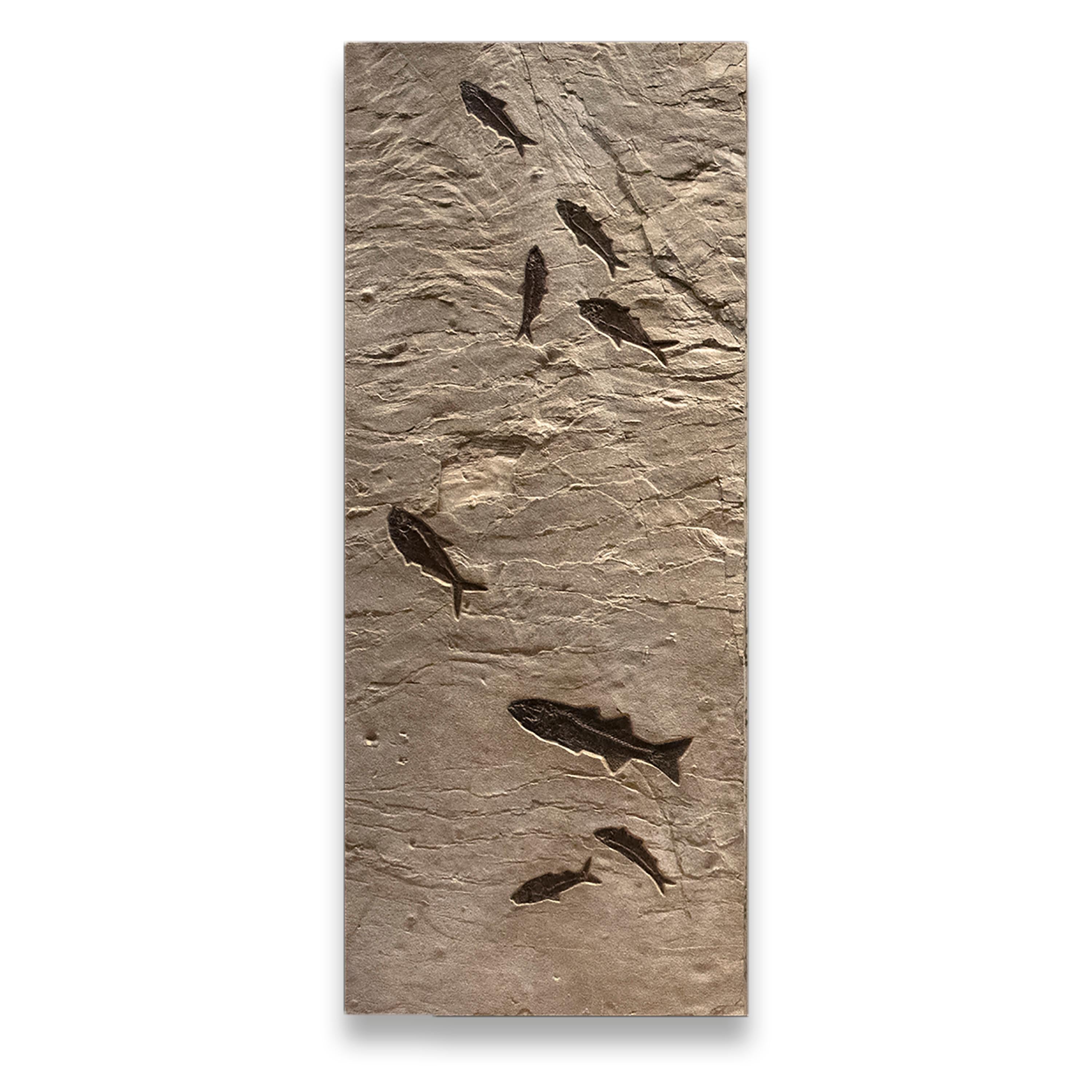 American 50 Million Year Old Eocene Era Fossil Fish Triptych Mural in Stone, from Wyoming