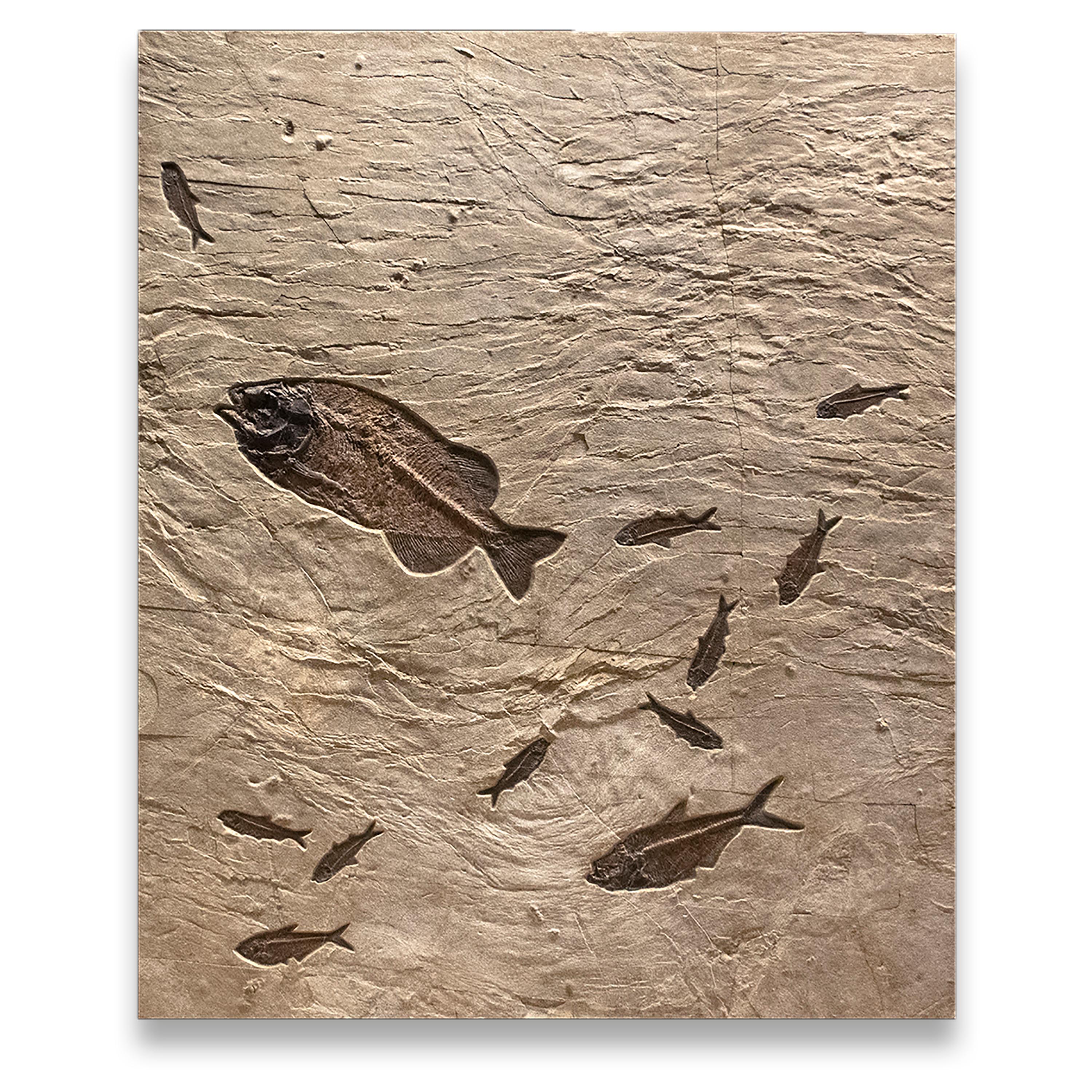 50 Million Year Old Eocene Era Fossil Fish Triptych Mural in Stone, from Wyoming In New Condition In Logan, UT