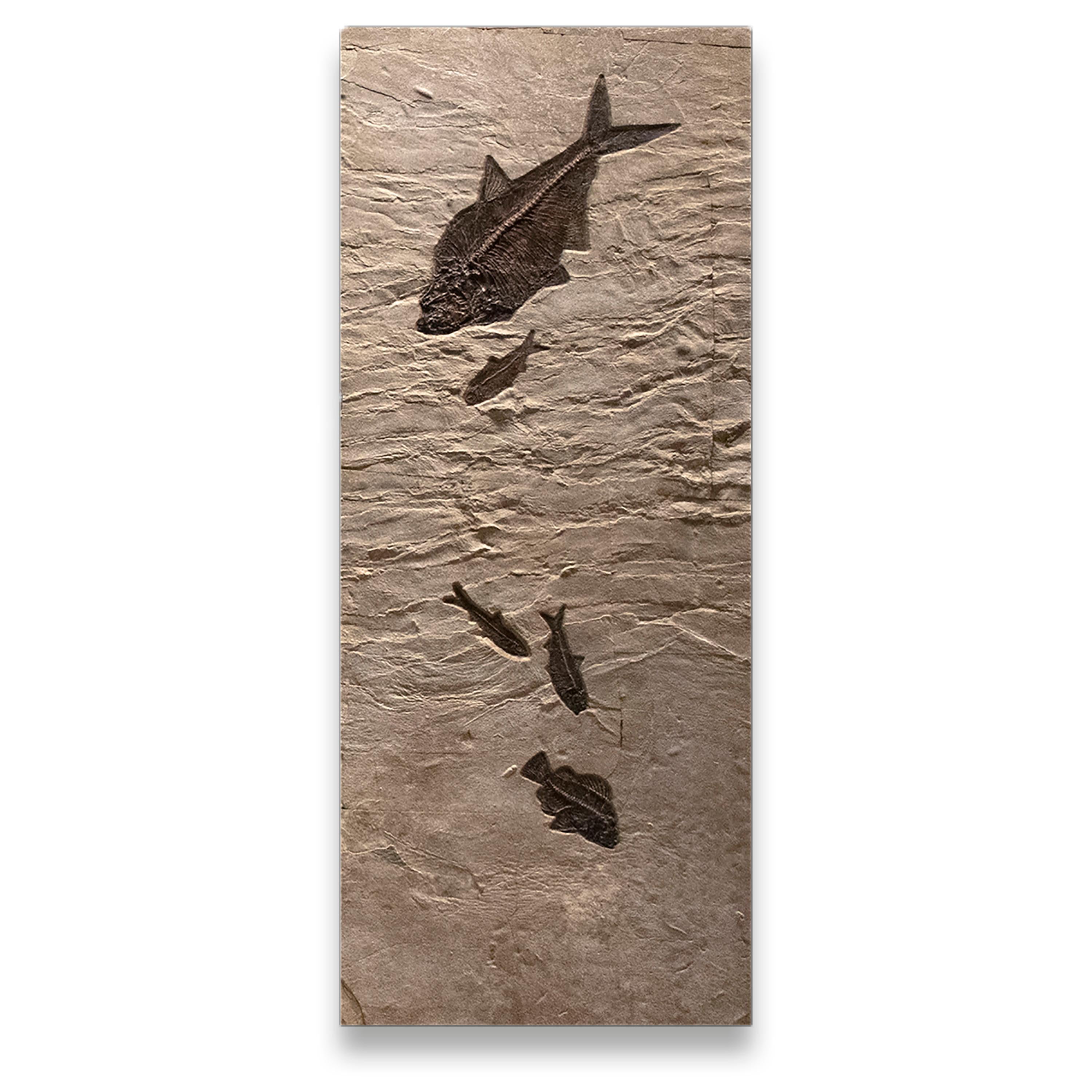 Contemporary 50 Million Year Old Eocene Era Fossil Fish Triptych Mural in Stone, from Wyoming