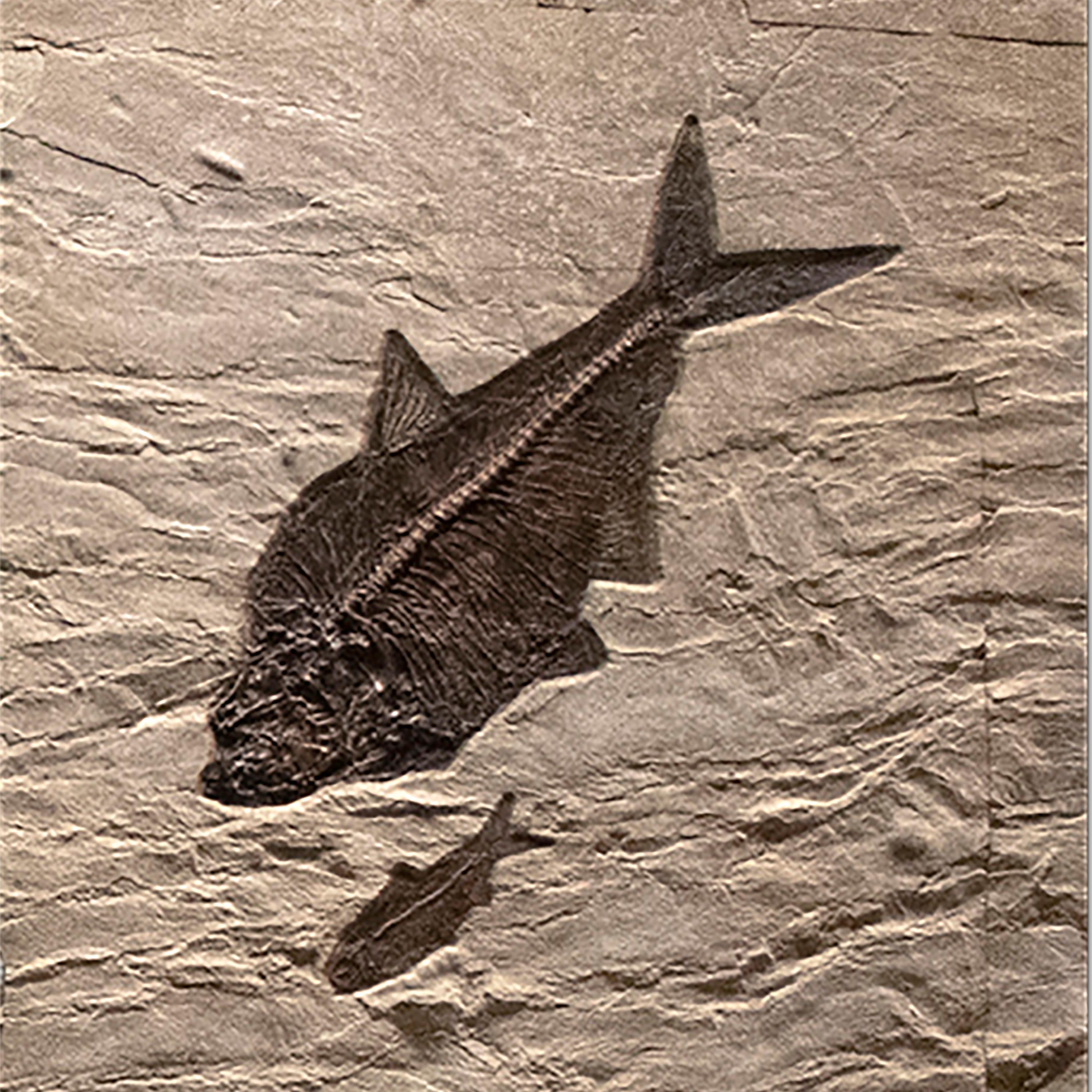 50 Million Year Old Eocene Era Fossil Fish Triptych Mural in Stone, from Wyoming 1