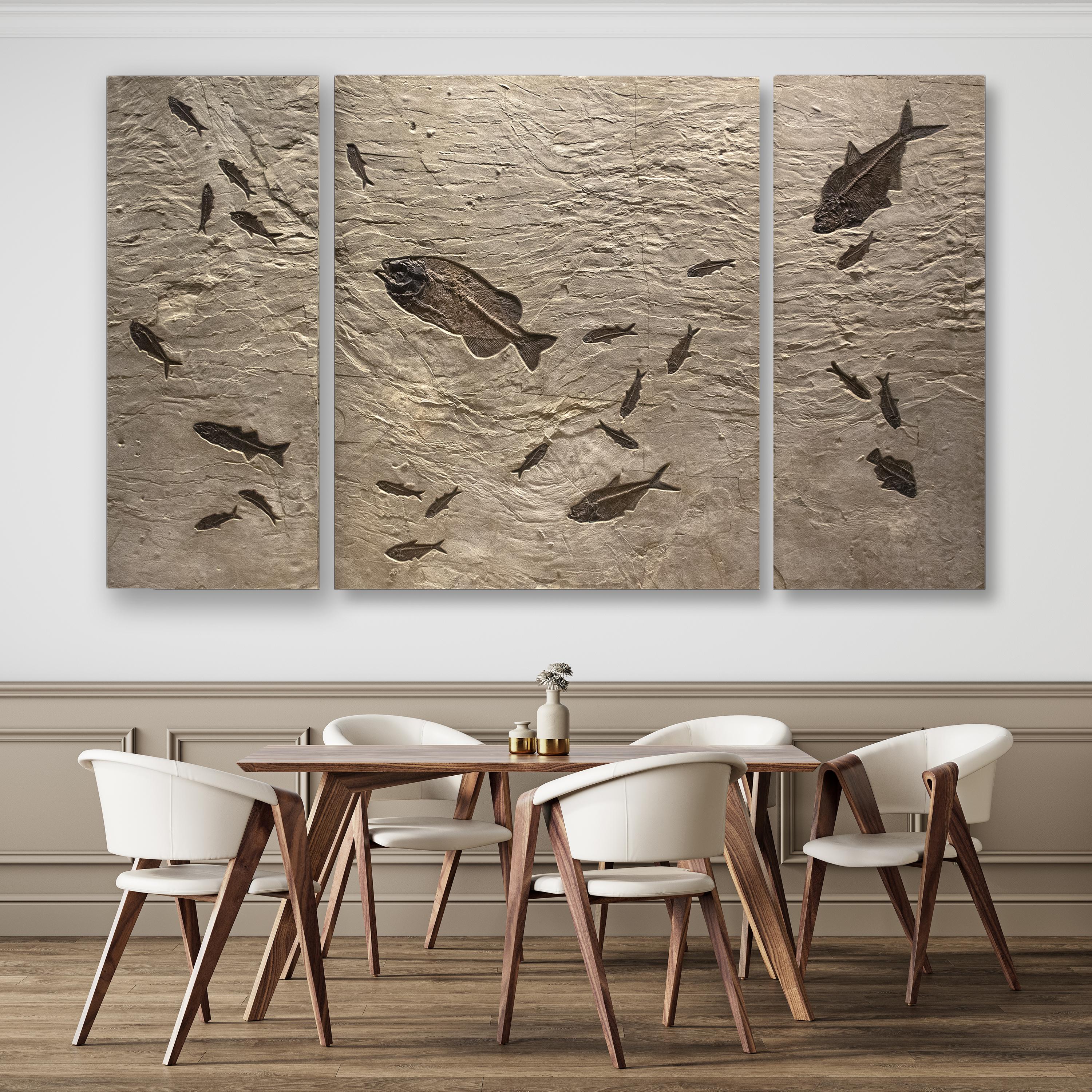 At approximately 8.5' long and 5' high, this triptych mural is designed for impact and drama. Featuring a naturally occurring rippling stone texture throughout, the fossil-bearing limestone matrix is a rich host for the genuine Eocene era fossil