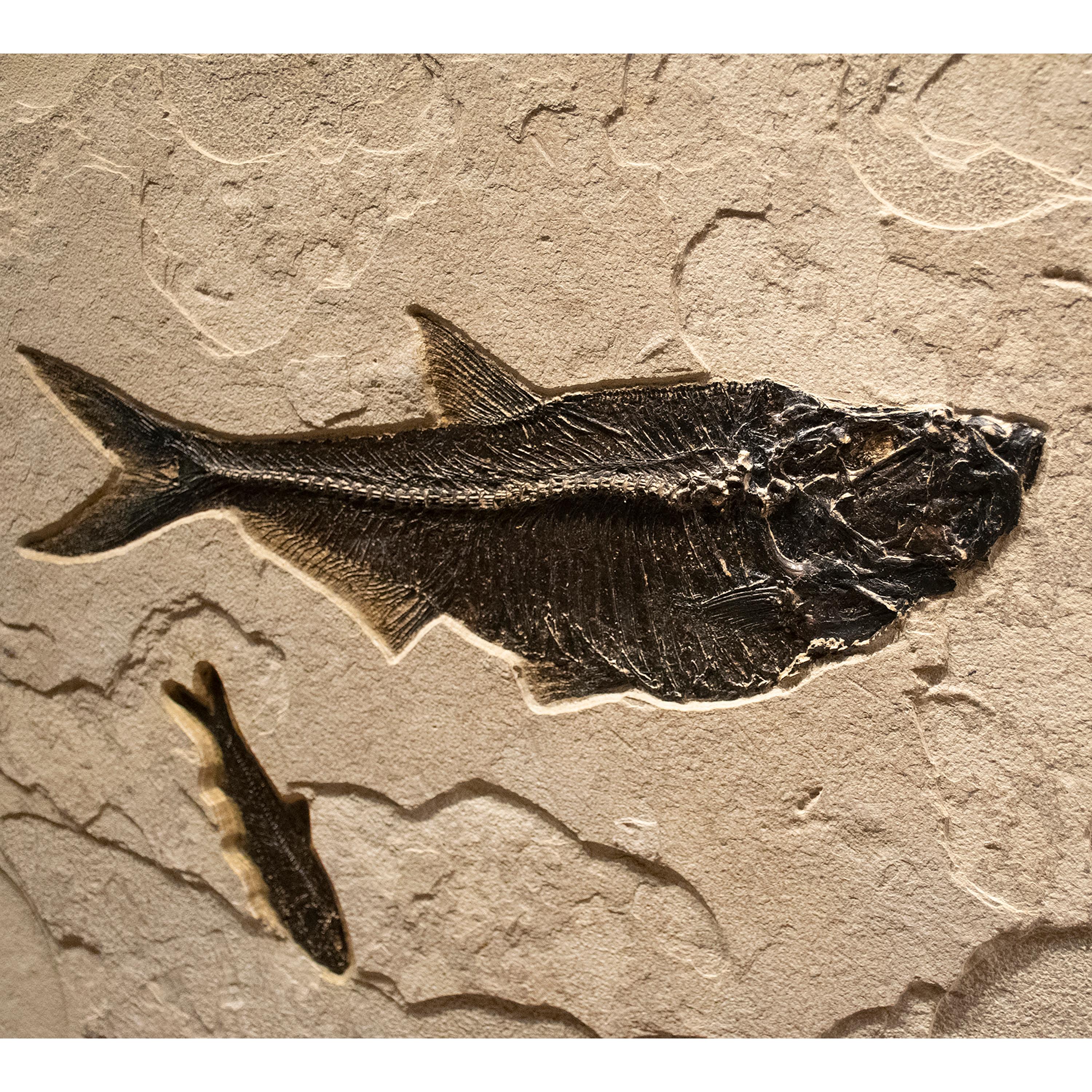 American 50 Million Year Old Eocene Era Fossil Fish Triptych Mural in Stone, from Wyoming