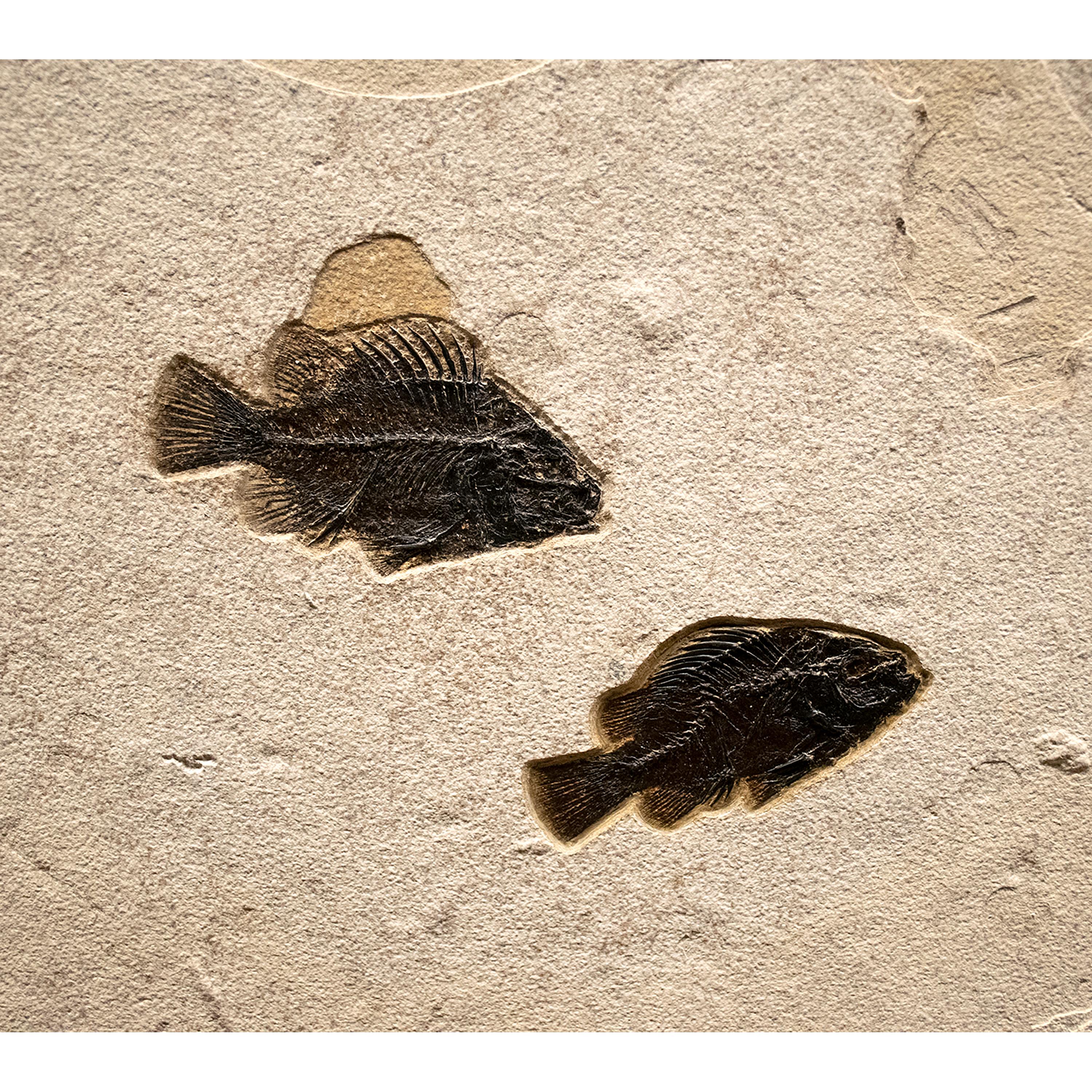 Organic Material 50 Million Year Old Eocene Era Fossil Fish Triptych Mural in Stone, from Wyoming