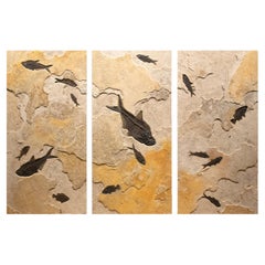 50 Million Year Old Eocene Era Fossil Fish Triptych Mural in Stone, from Wyoming