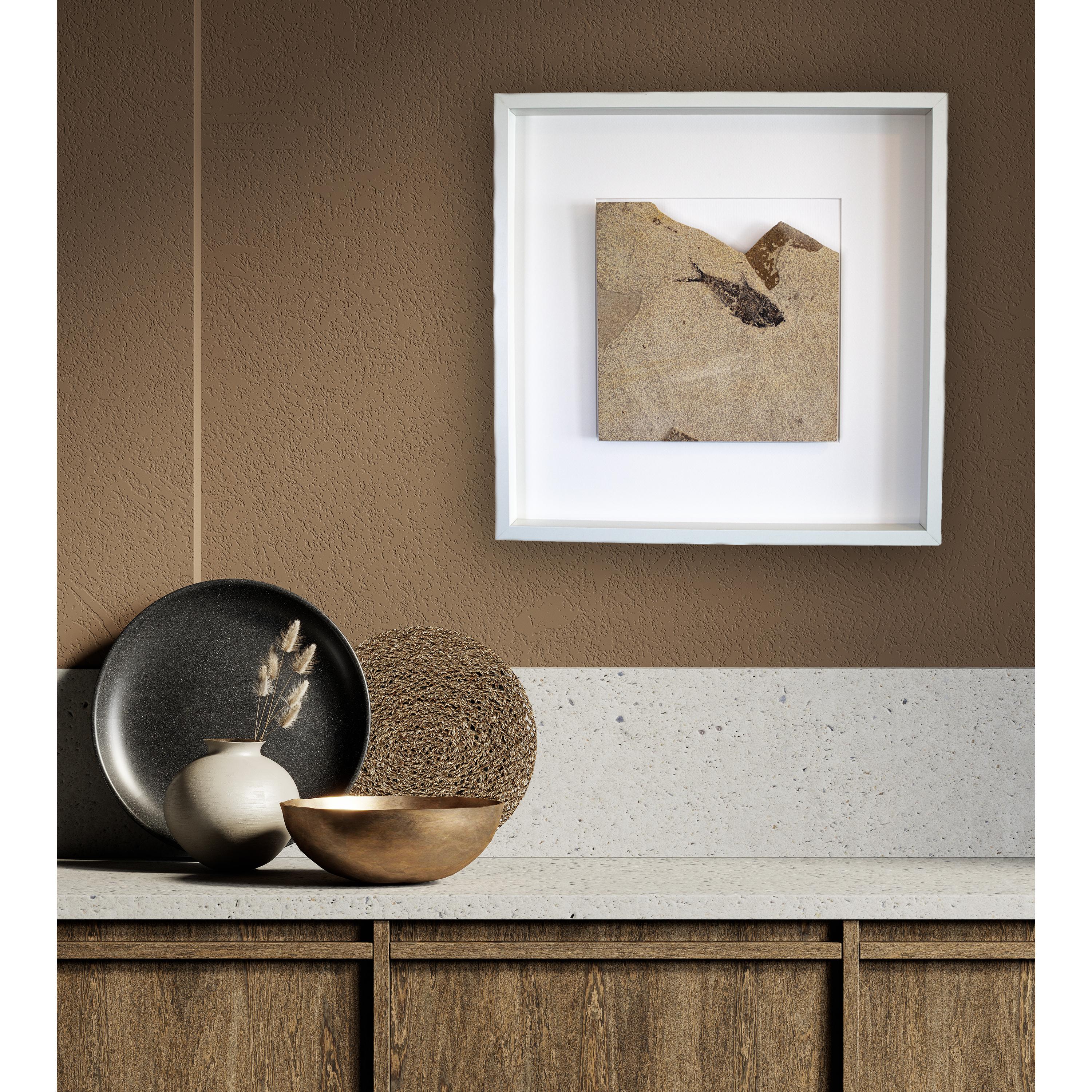 This distinctive shadow box features a single Diplomystus dentatus, a natural Eocene era fossil dating back circa 50 million years. This ancient fish is forever preserved in a beautifully textured matrix of natural, fossil-bearing limestone.

This