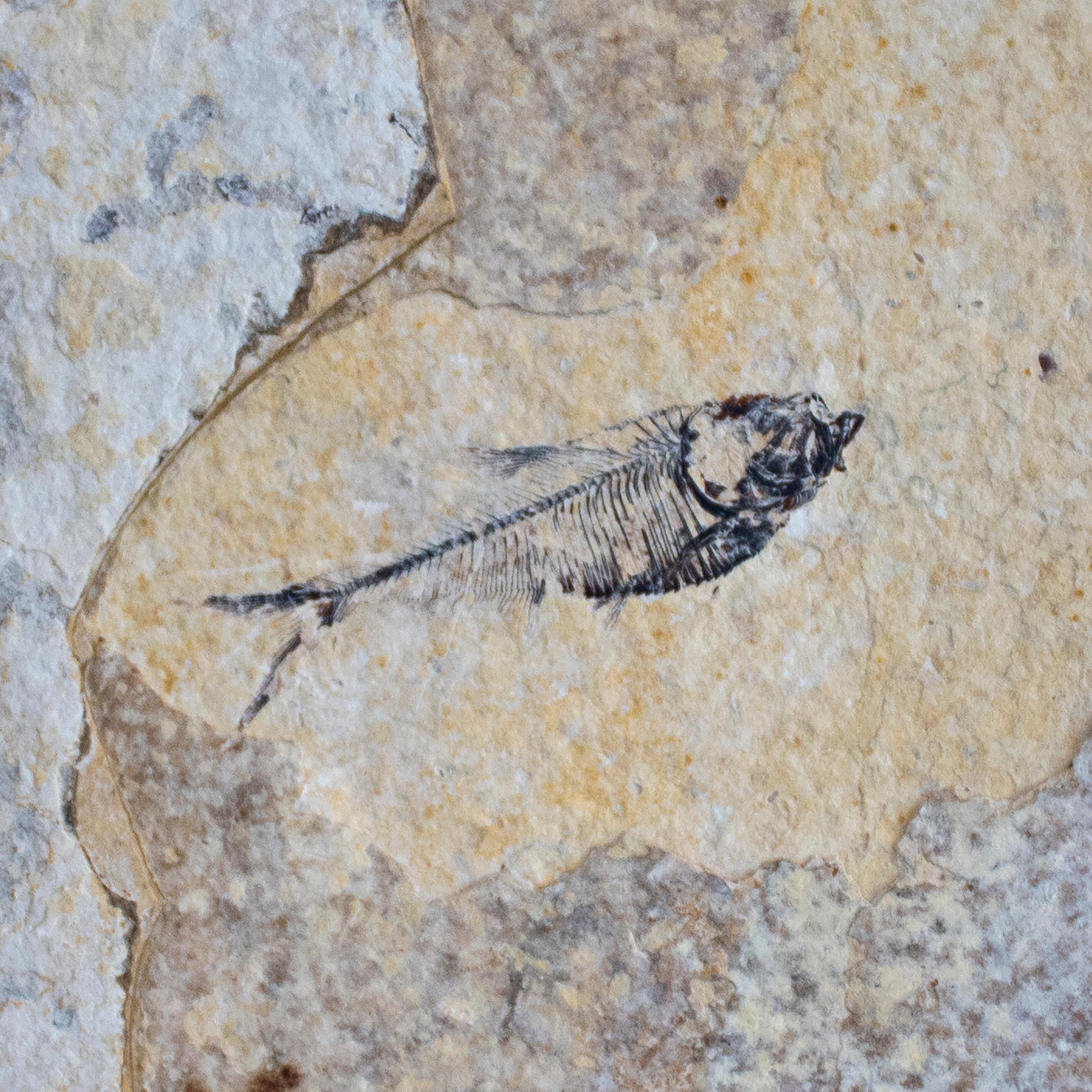 50 Million Year Old Eocene Era Fossil Fish Black Shadow Box, from Wyoming In New Condition In Logan, UT