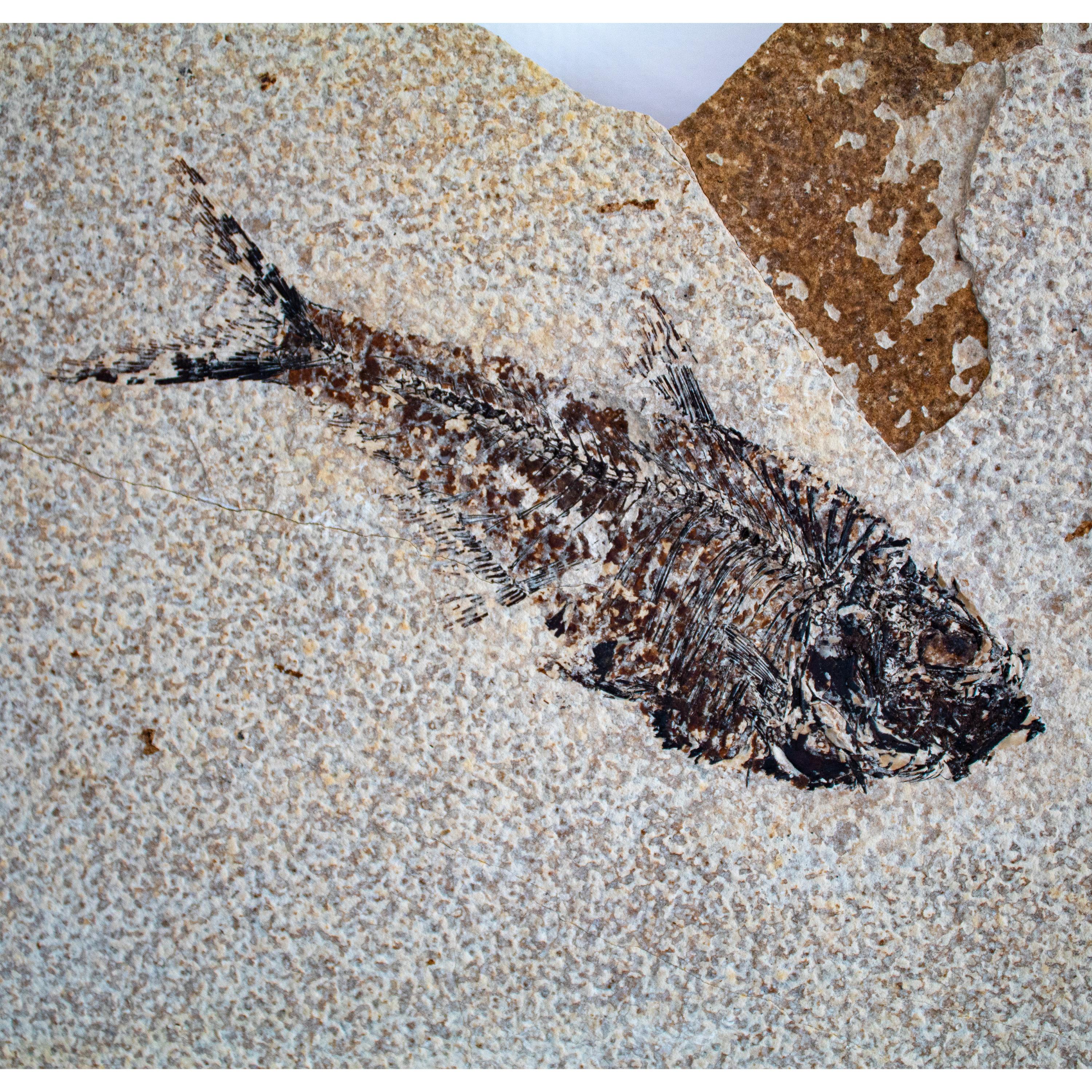 American 50 Million Year Old Eocene Era Fossil Fish White Shadow Box, from Wyoming