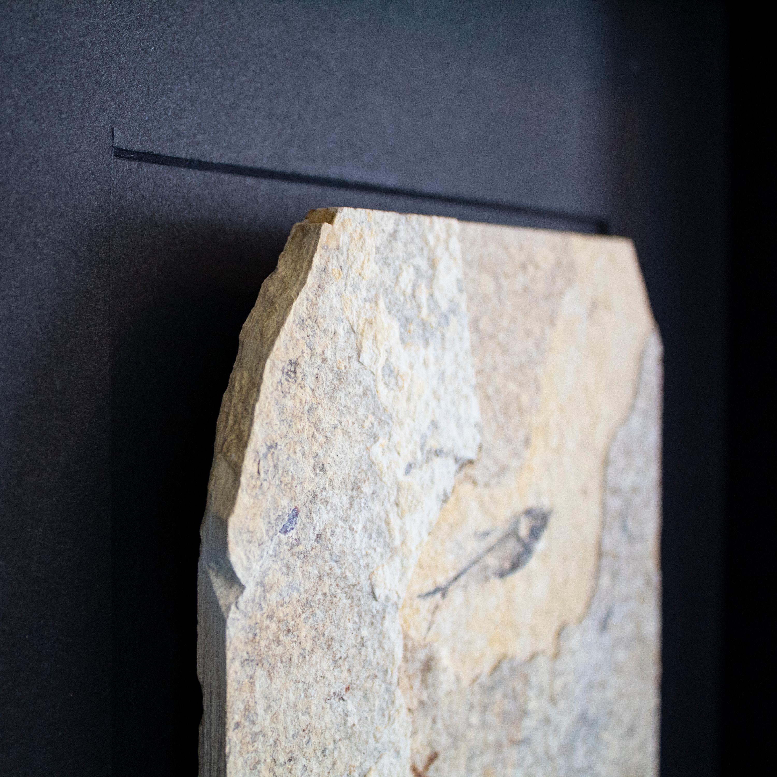 Contemporary 50 Million Year Old Eocene Era Fossil Fish Black Shadow Box, from Wyoming