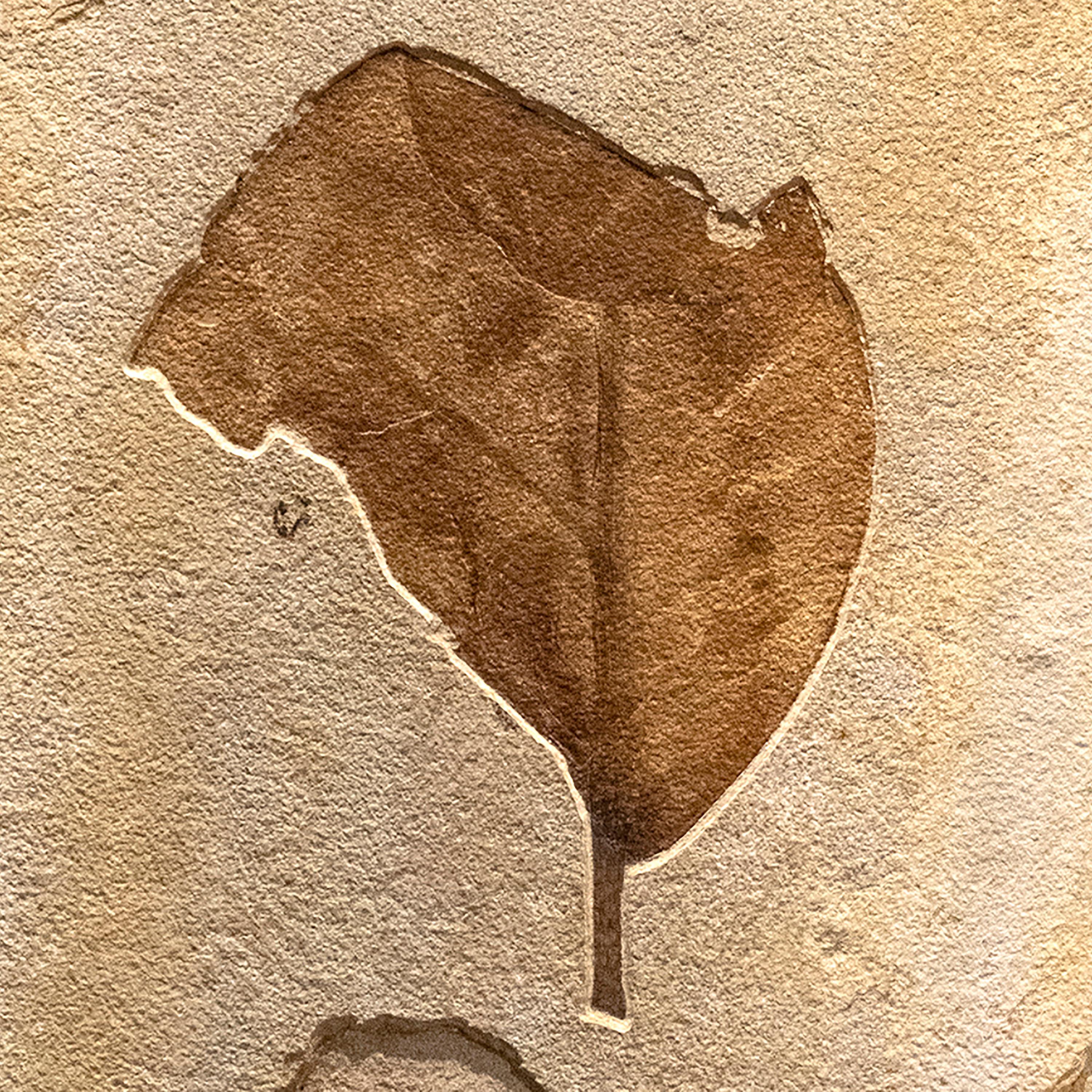 fossilized leaf