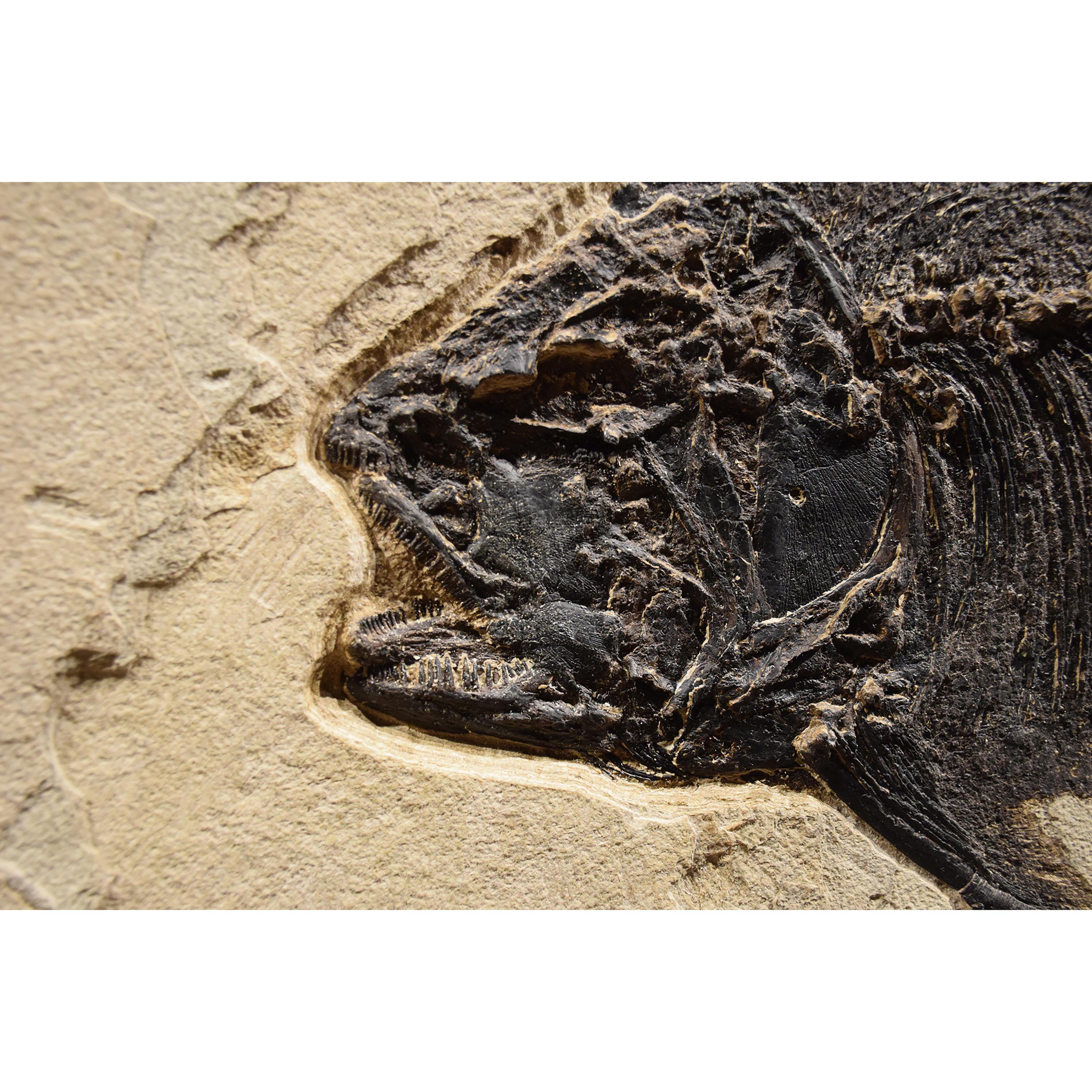 American 50 Million Year Old Eocene Era Fossil Palm & Fossil Fish in Stone, from Wyoming