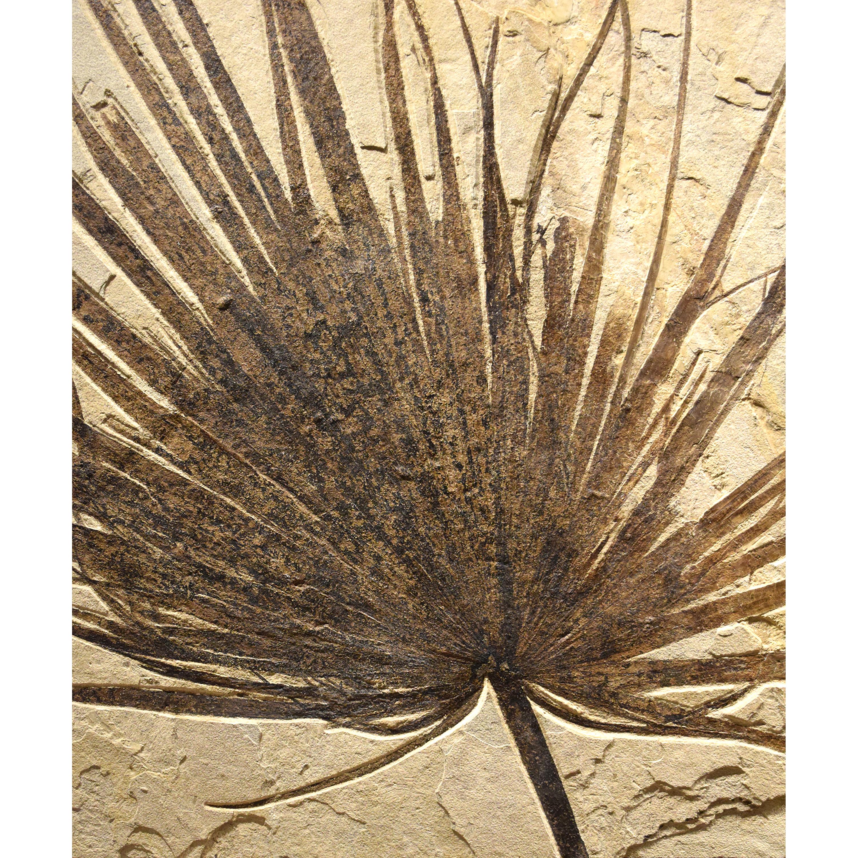 50 Million Year Old Eocene Era Fossil Palm & Fossil Fish in Stone, from Wyoming In New Condition In Logan, UT