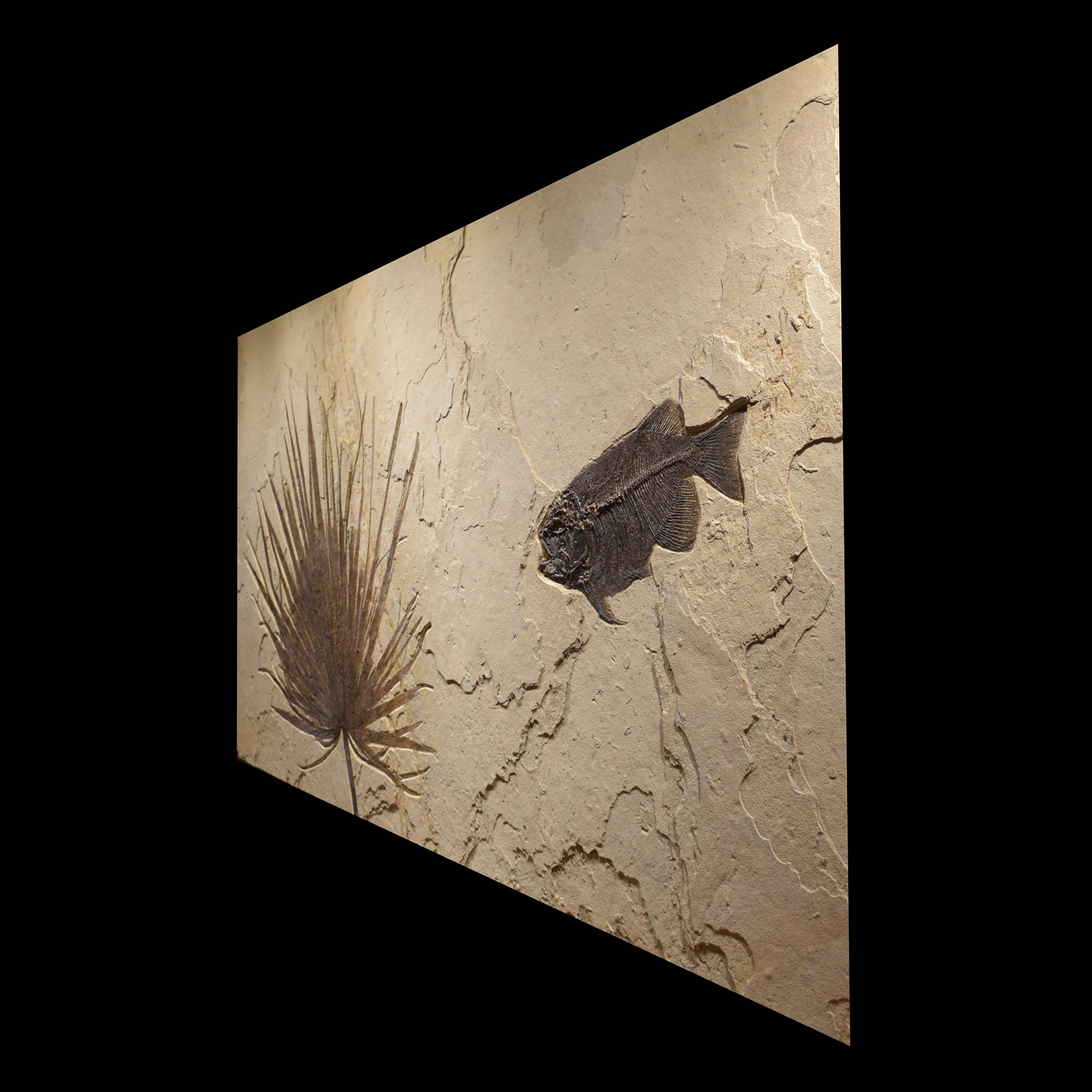Contemporary 50 Million Year Old Eocene Era Fossil Palm & Fossil Fish in Stone, from Wyoming