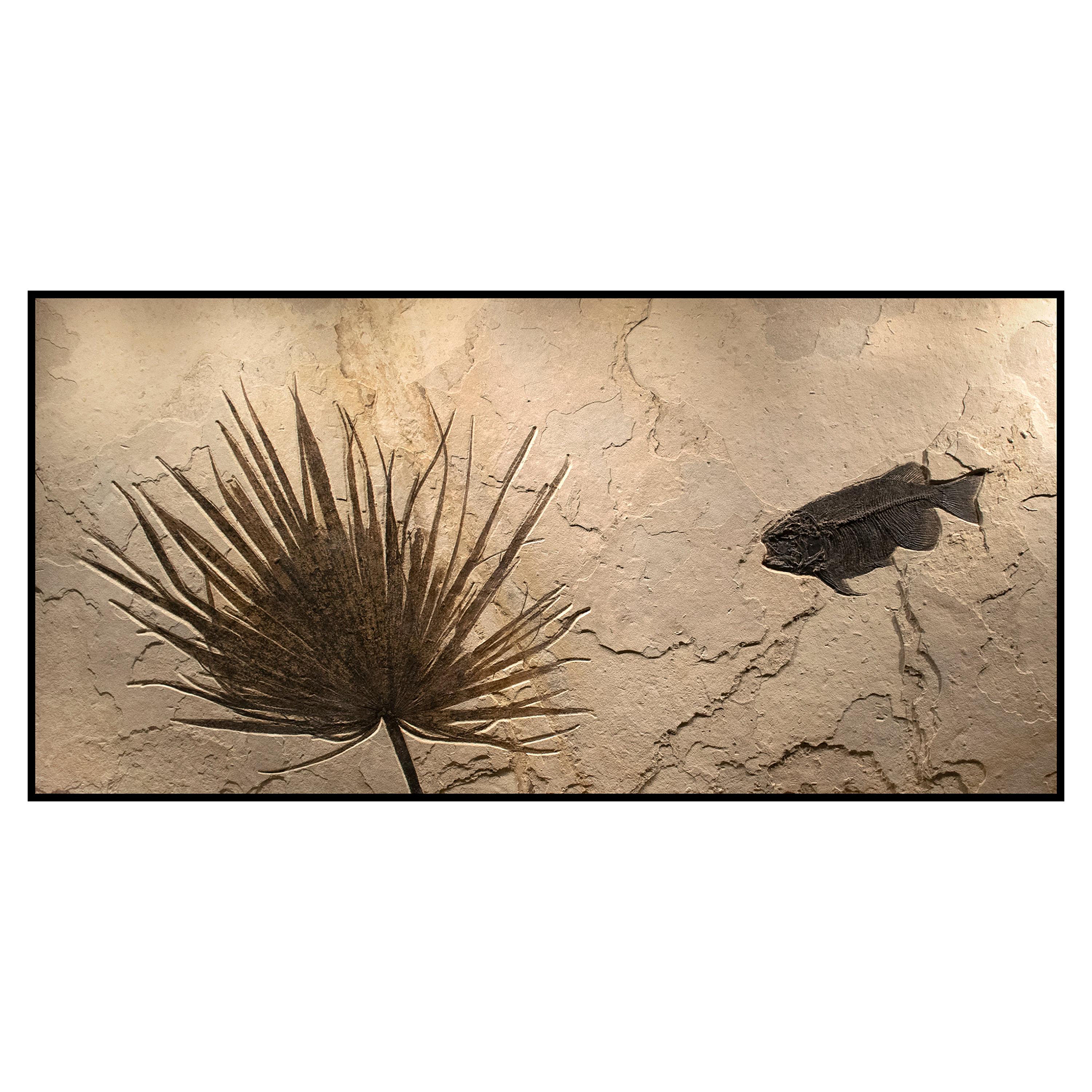 50 Million Year Old Eocene Era Fossil Palm & Fossil Fish in Stone, from Wyoming