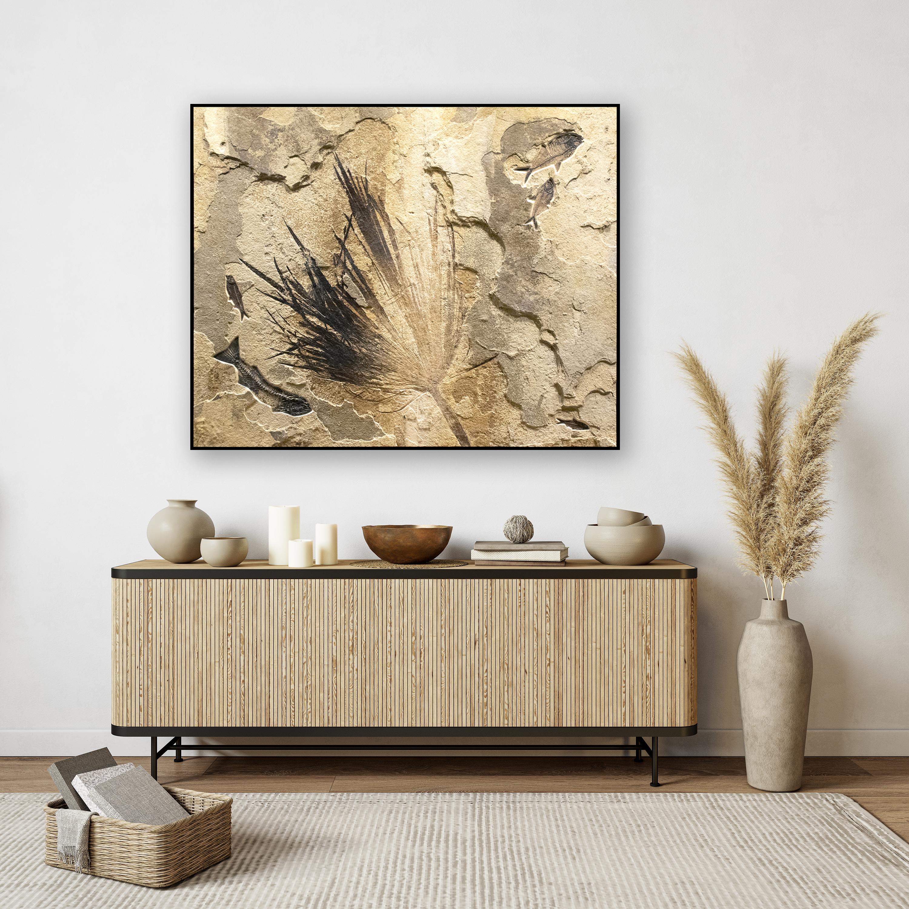 This is an exquisite piece of natural history which works beautifully with design styles ranging from traditional to modern; it features five Eocene era fossils dating back about 50 million years. An exquisite palm frond, a Mioplosus labracoides,