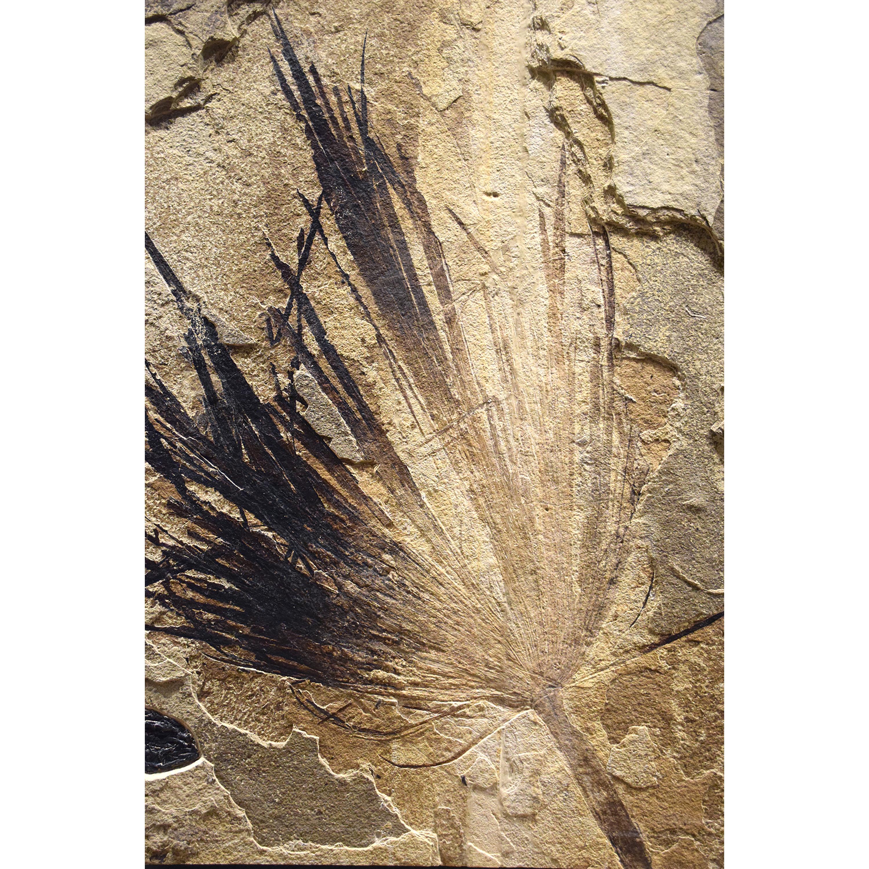 Contemporary 50 Million Year Old Eocene Era Fossil Palm Frond in Stone, from Wyoming