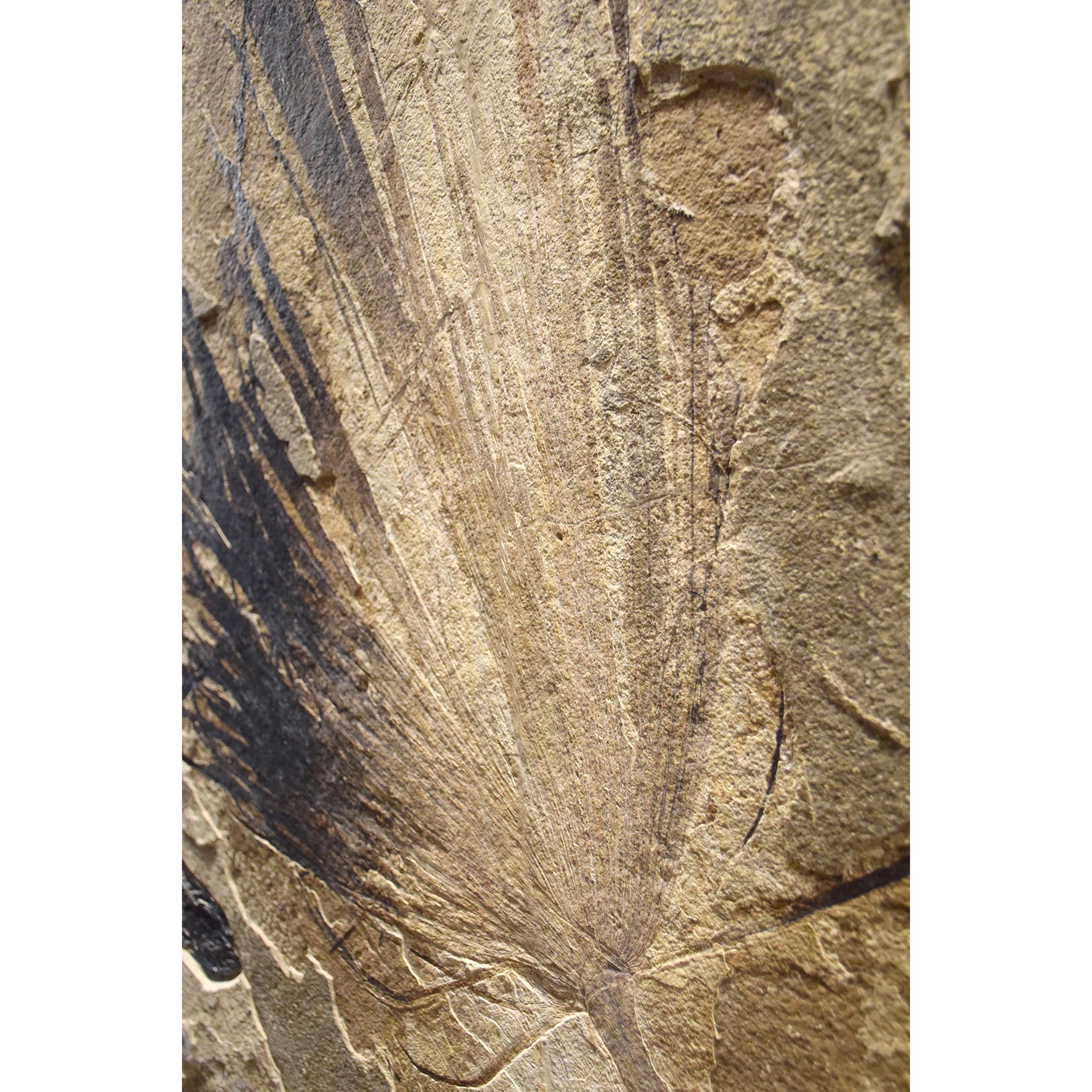 Organic Material 50 Million Year Old Eocene Era Fossil Palm Frond in Stone, from Wyoming