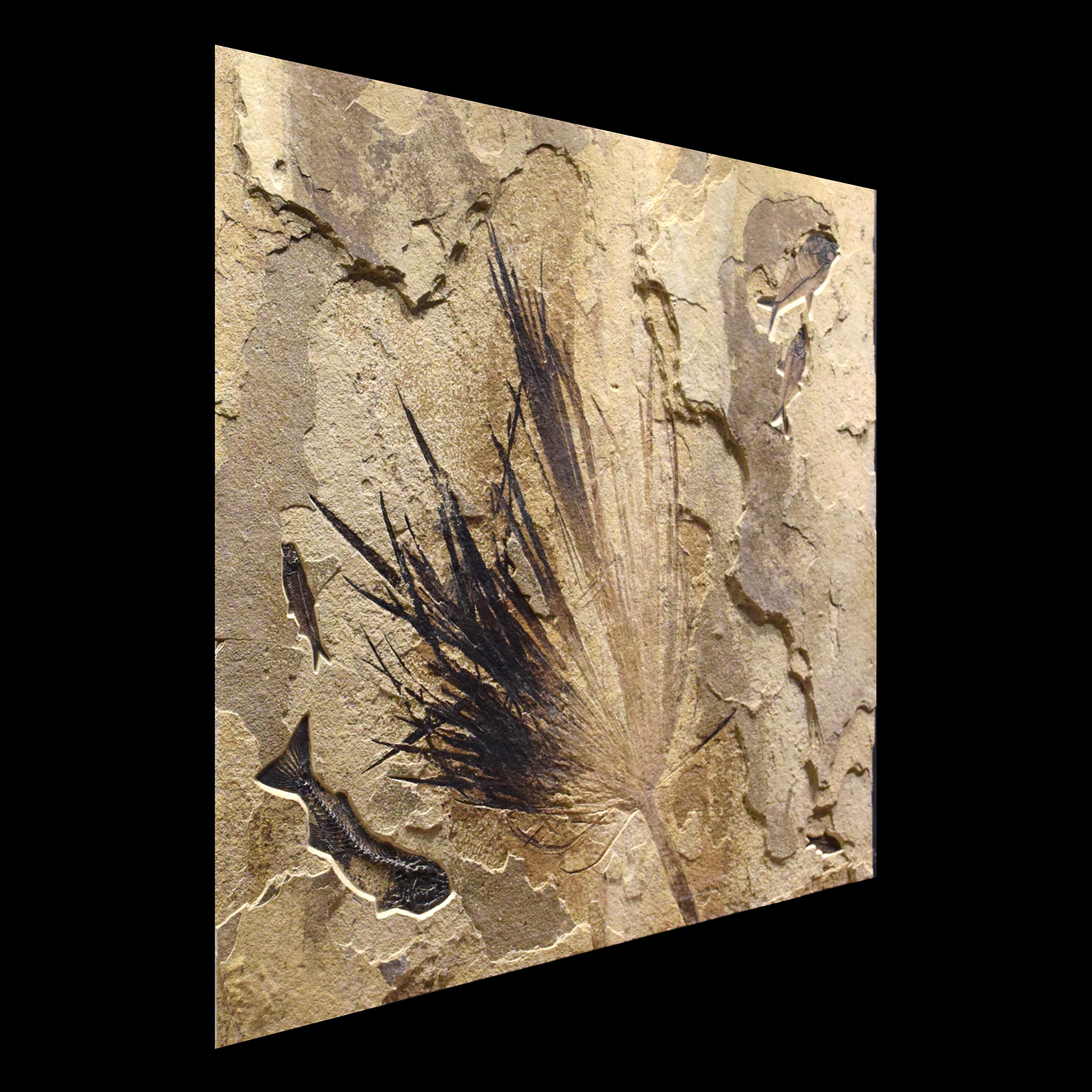 50 Million Year Old Eocene Era Fossil Palm Frond in Stone, from Wyoming 1