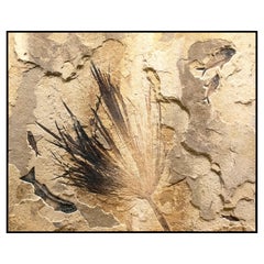 50 Million Year Old Eocene Era Fossil Palm Frond in Stone, from Wyoming