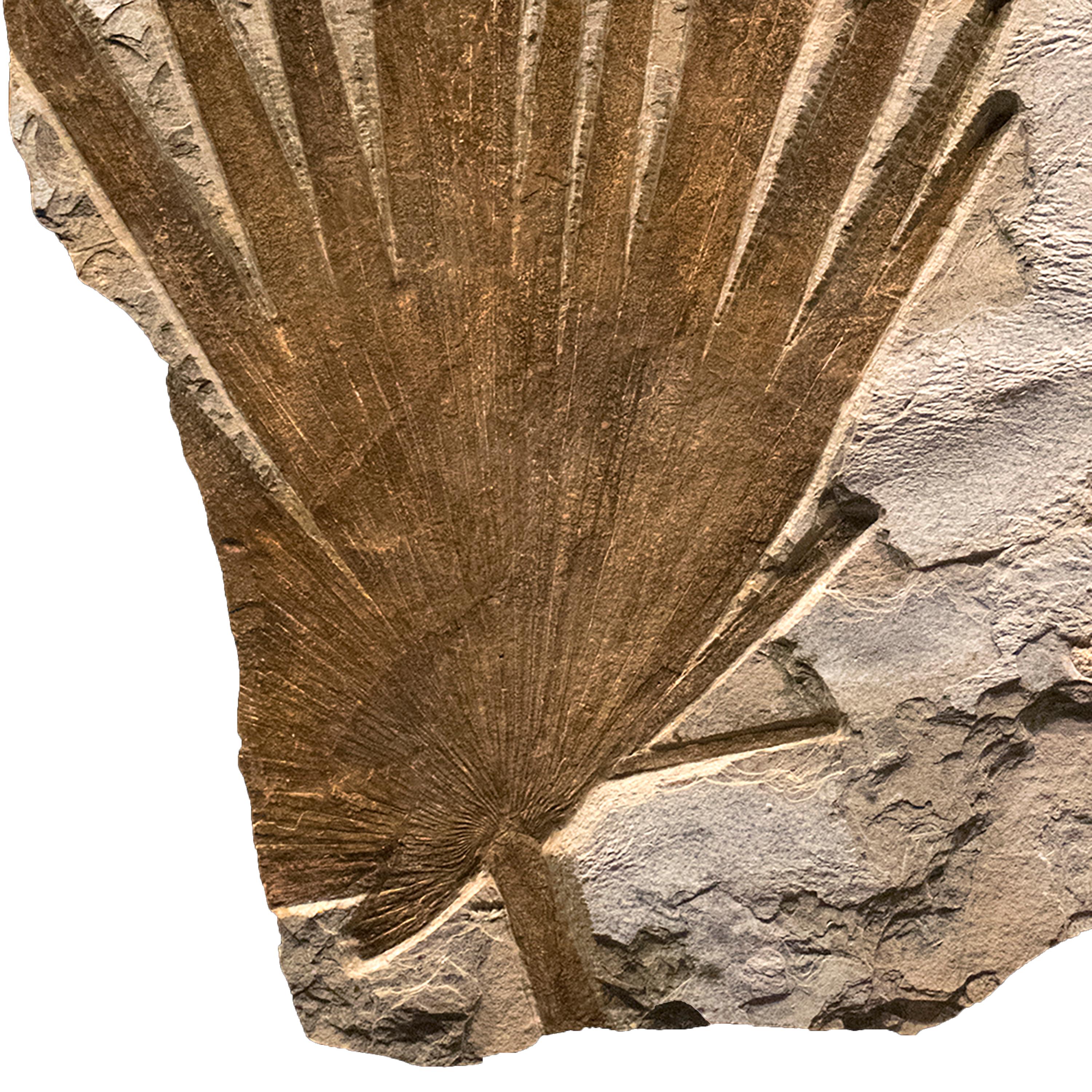American 50 Million Year Old Eocene Era Fossil Palm Frond Mural in Stone, from Wyoming