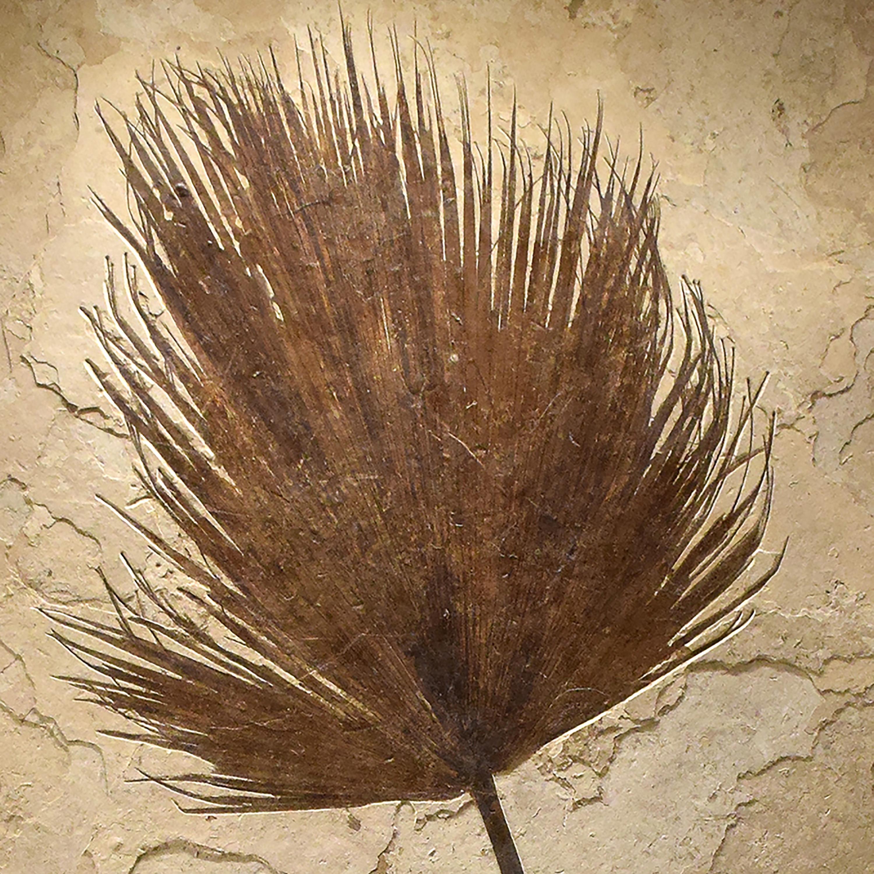50 Million Year Old Eocene Era Fossil Palm Frond Mural in Stone, from Wyoming In New Condition In Logan, UT