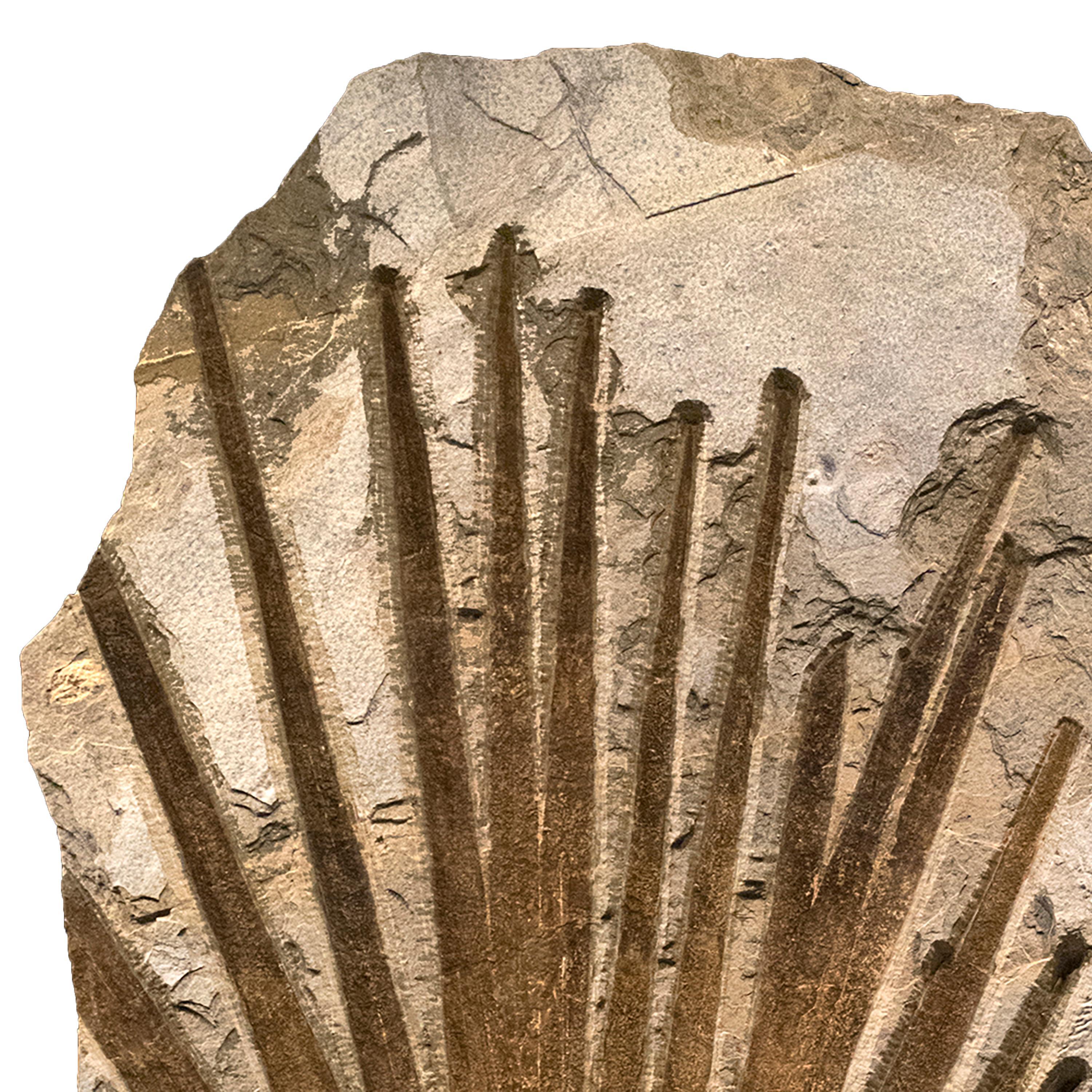 50 Million Year Old Eocene Era Fossil Palm Frond Mural in Stone, from Wyoming In New Condition In Logan, UT