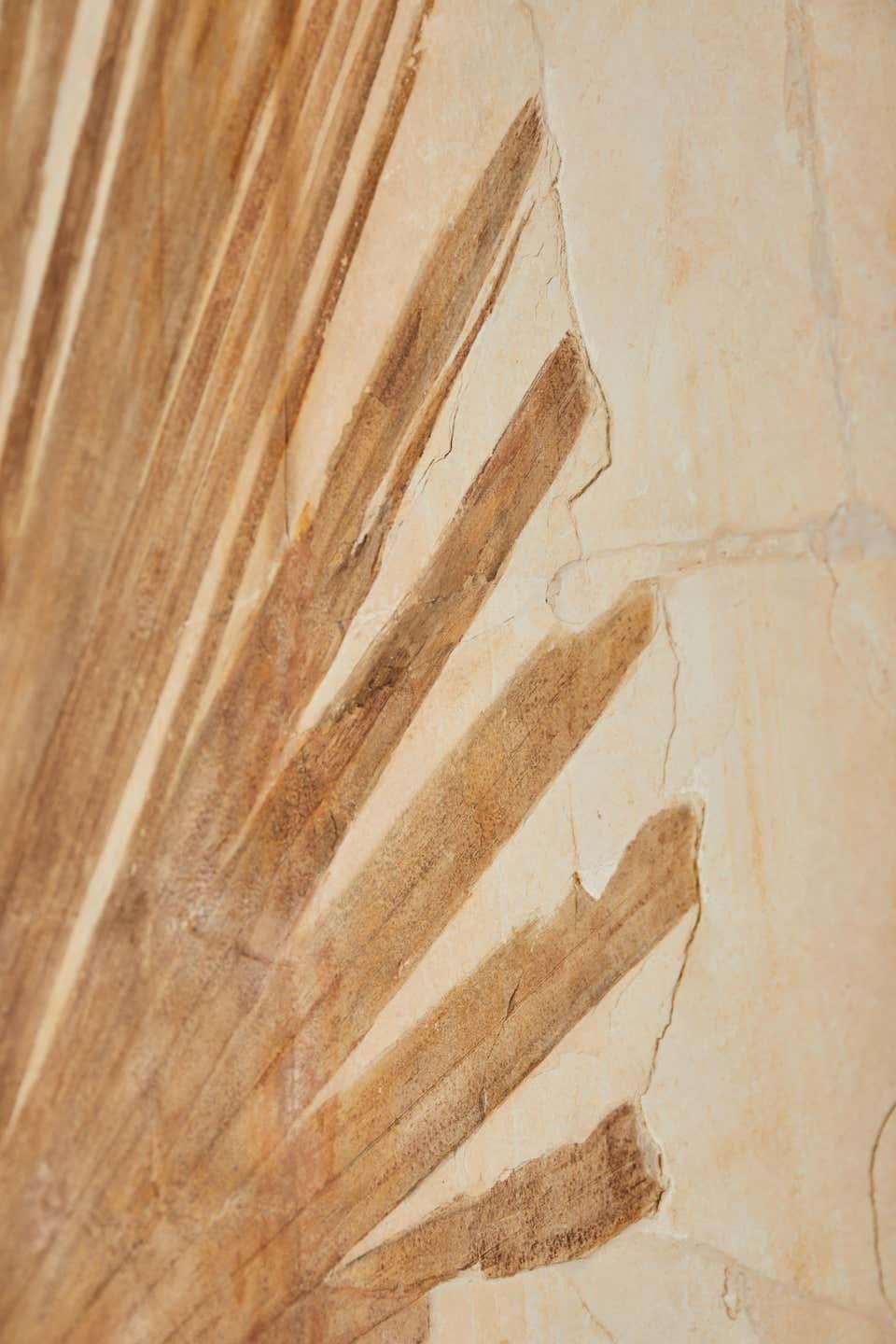 Contemporary 50 Million Year Old Eocene Era Fossil Palm Frond Mural in Stone, from Wyoming